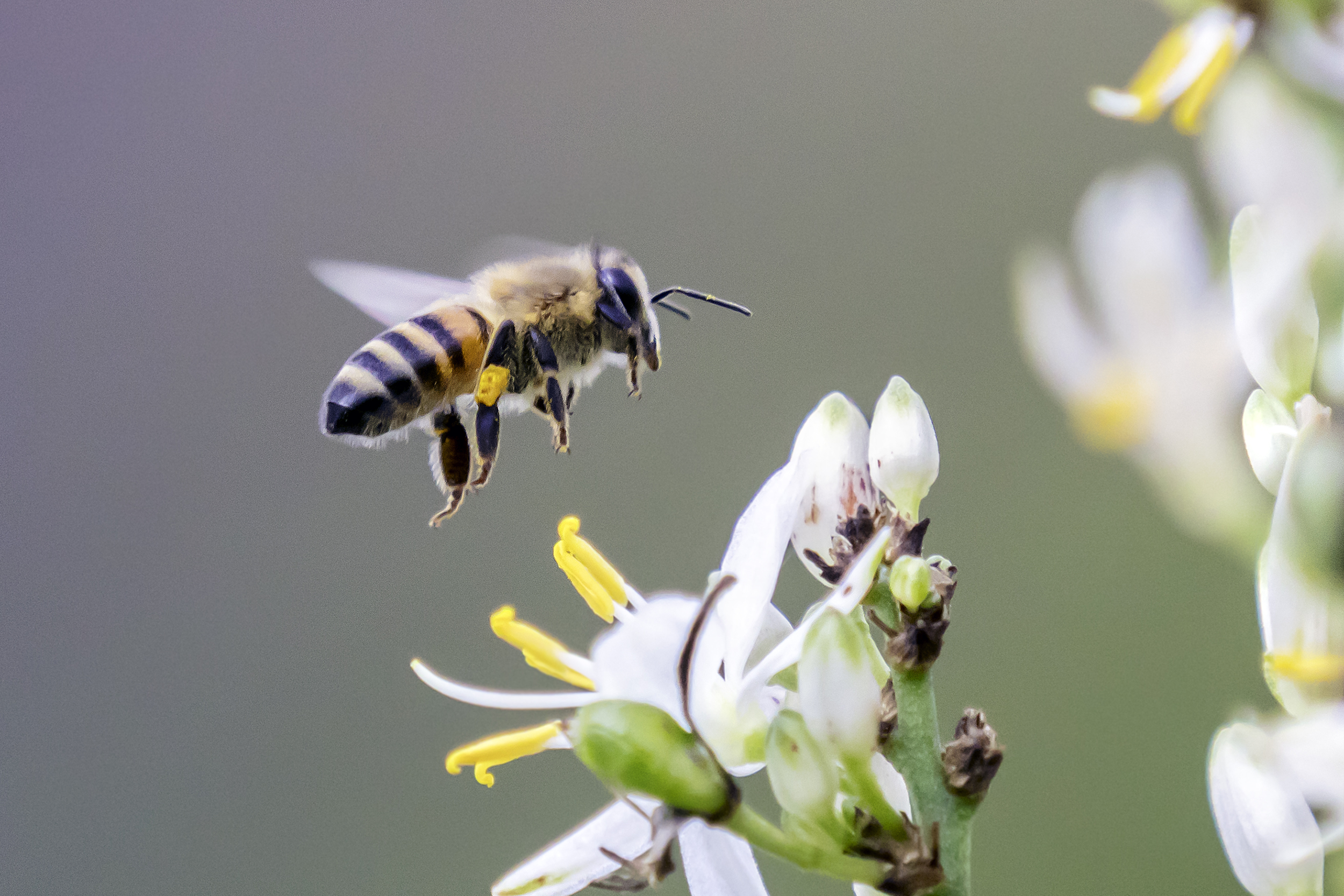 Bee hovering above a flower