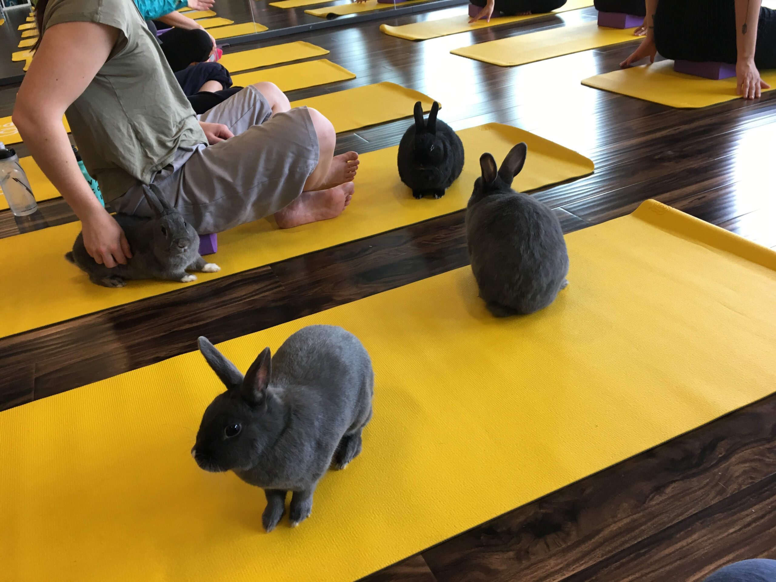 Bunny Yoga, Sunberry Fitness