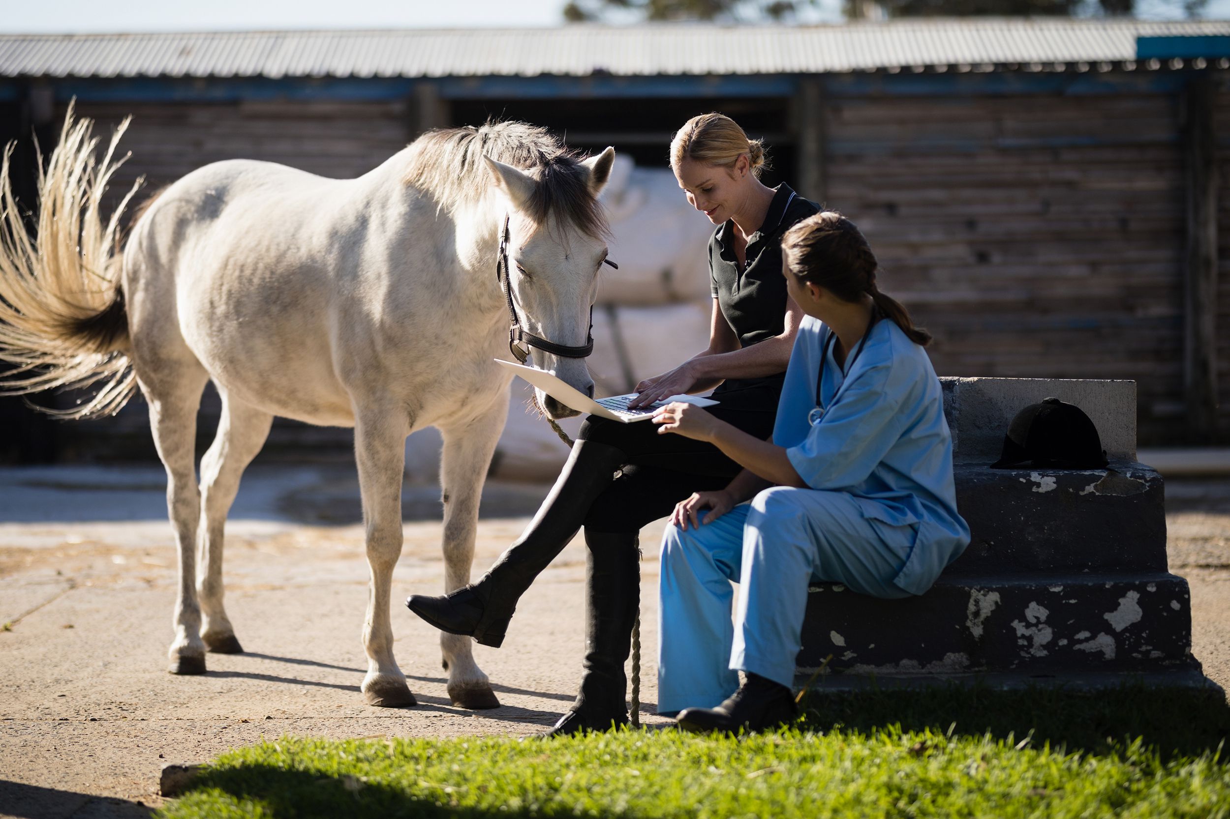 female jockey with vet using laptop while sitting by horse