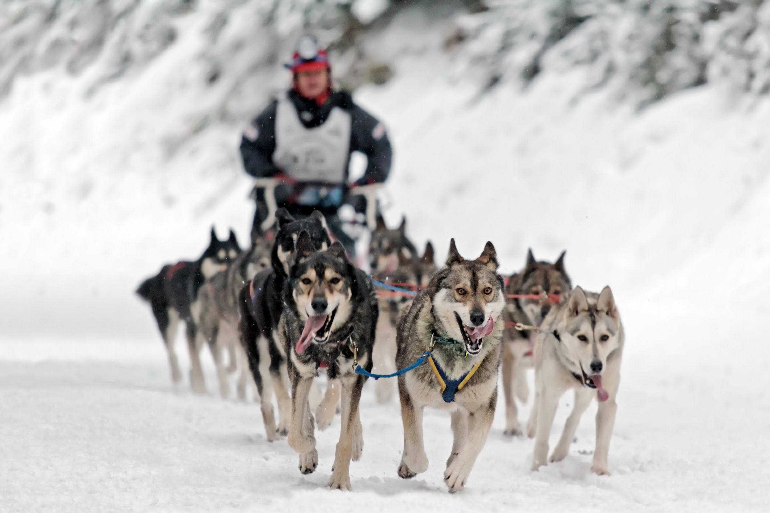dog sledding competition in Alaska