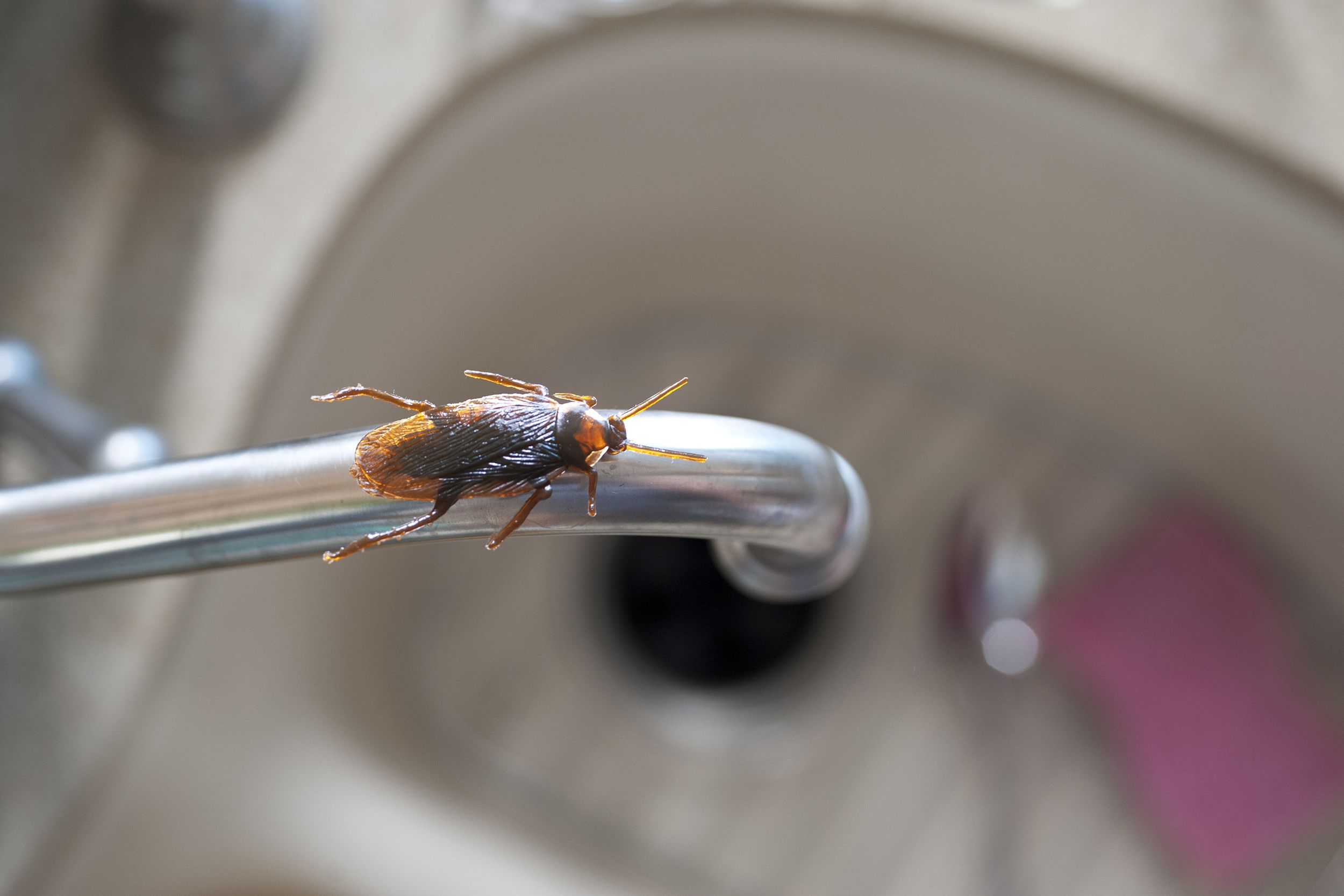 roach in a kitchen on sink faucet