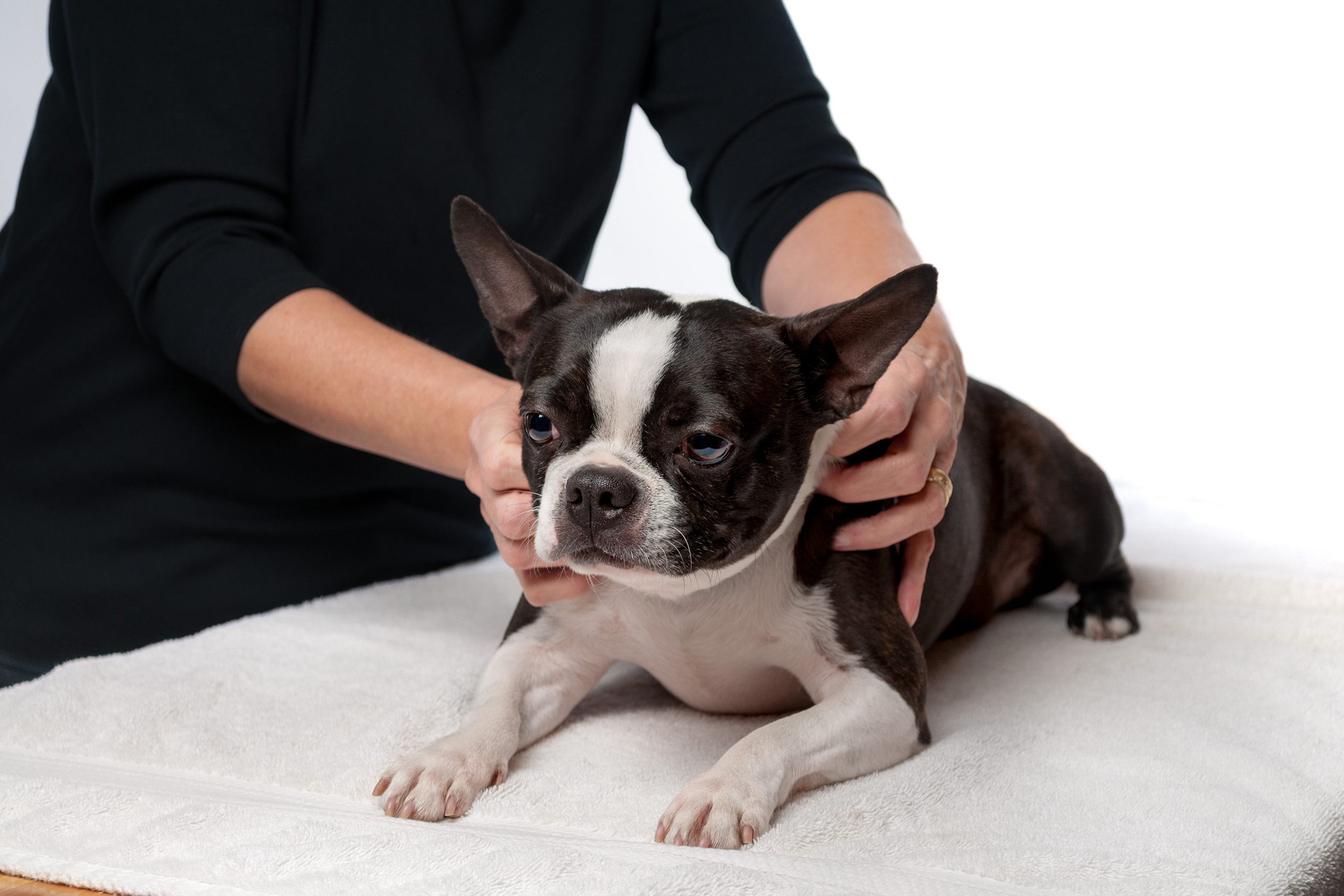 Animal Chiropractor