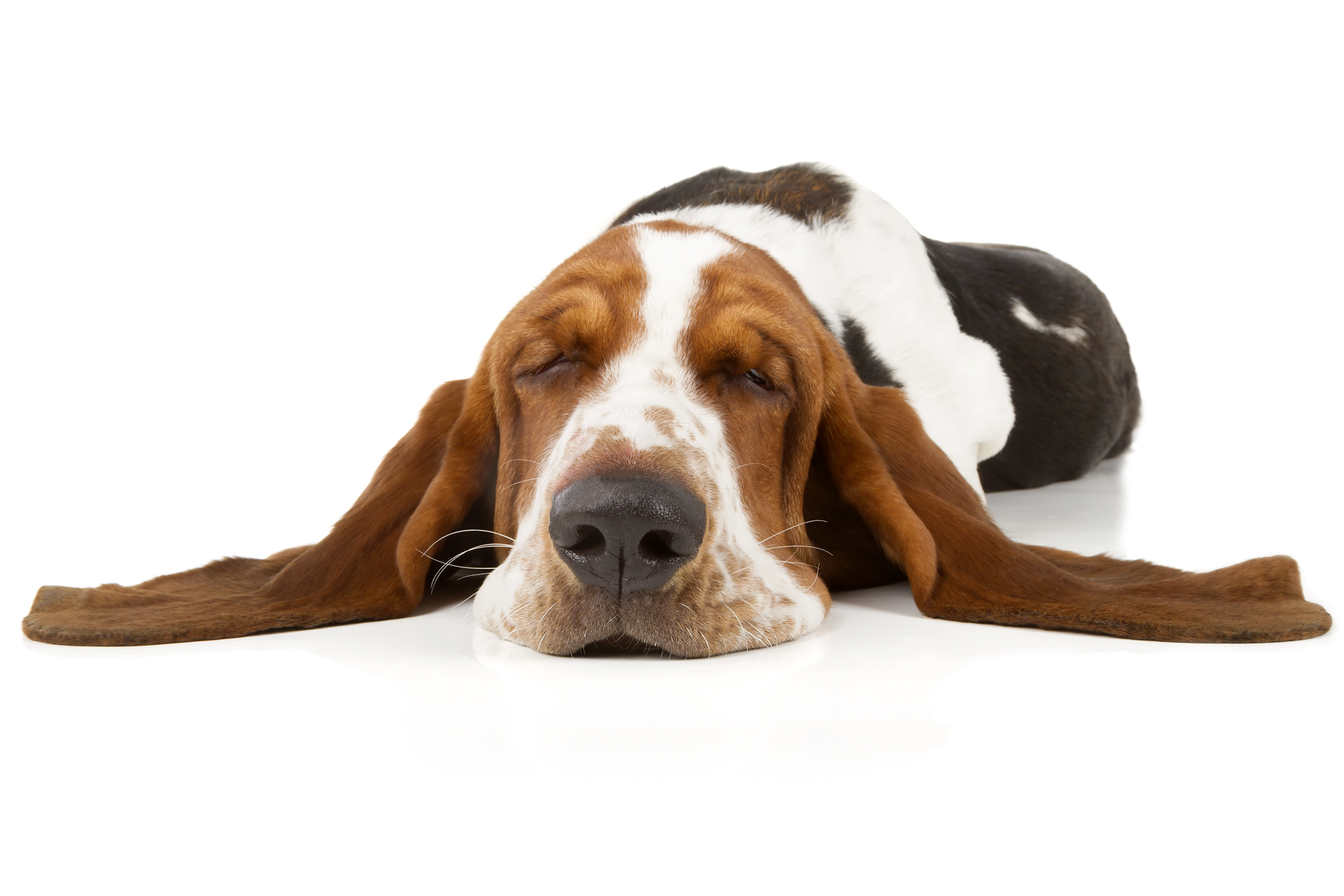 Basset Hound
