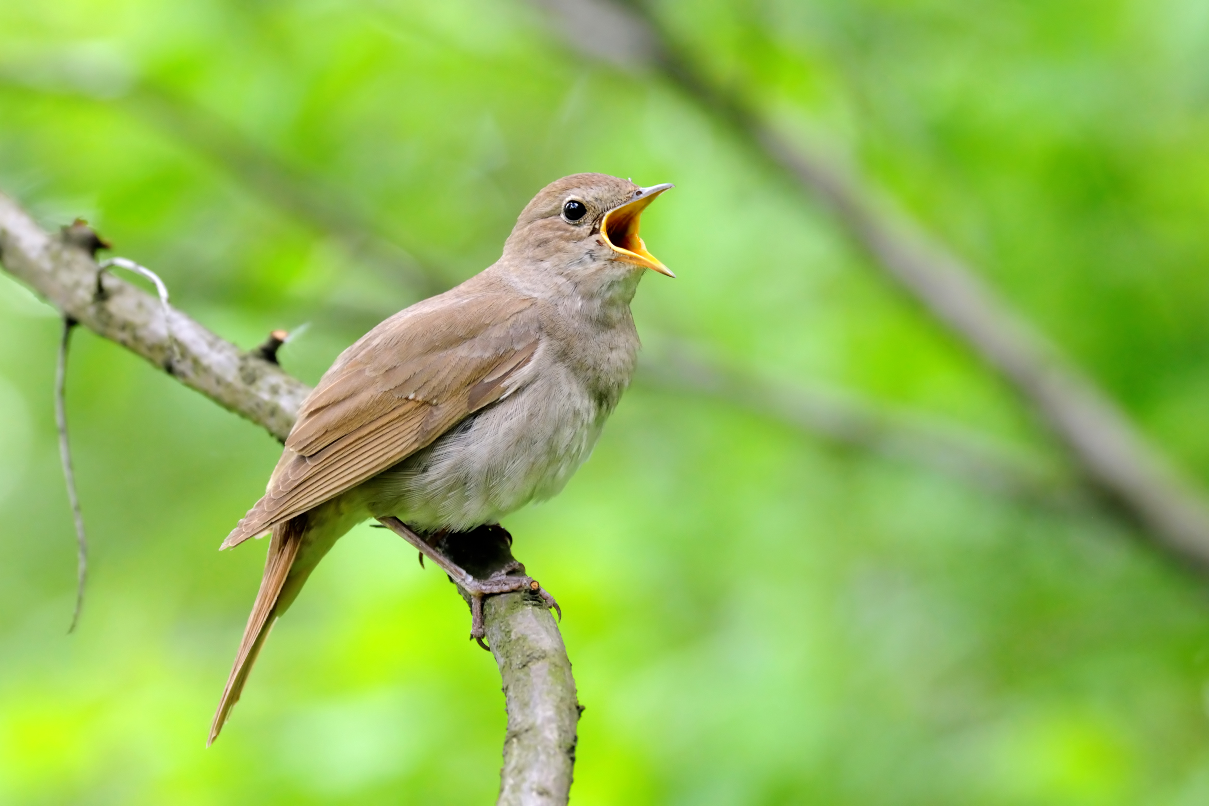 Nightingale bird