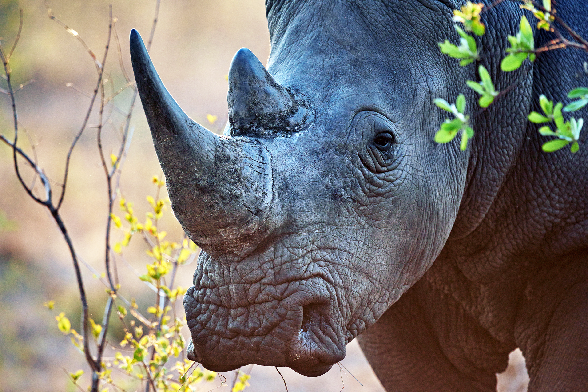 Closeup of a rhinoceros