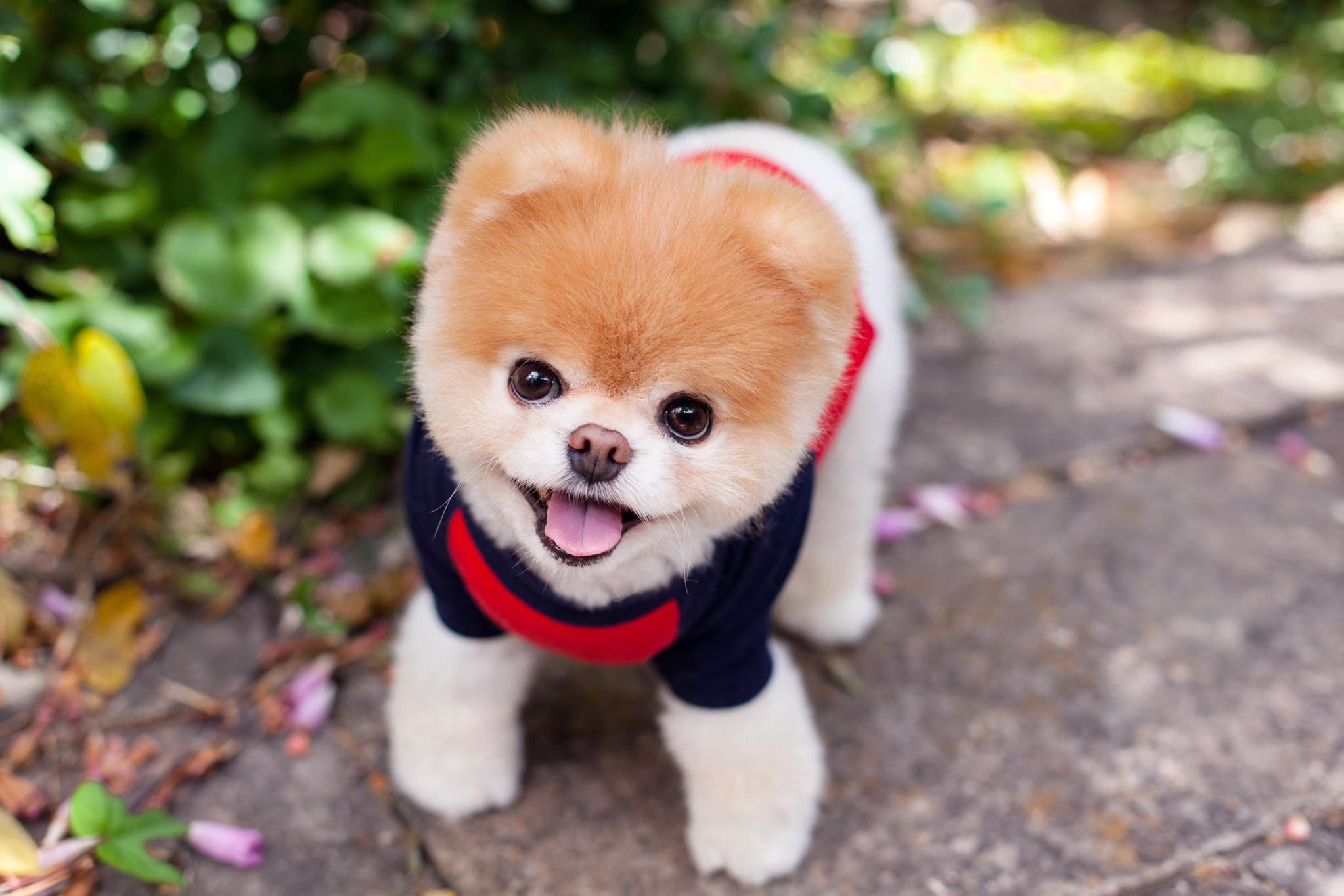 Boo