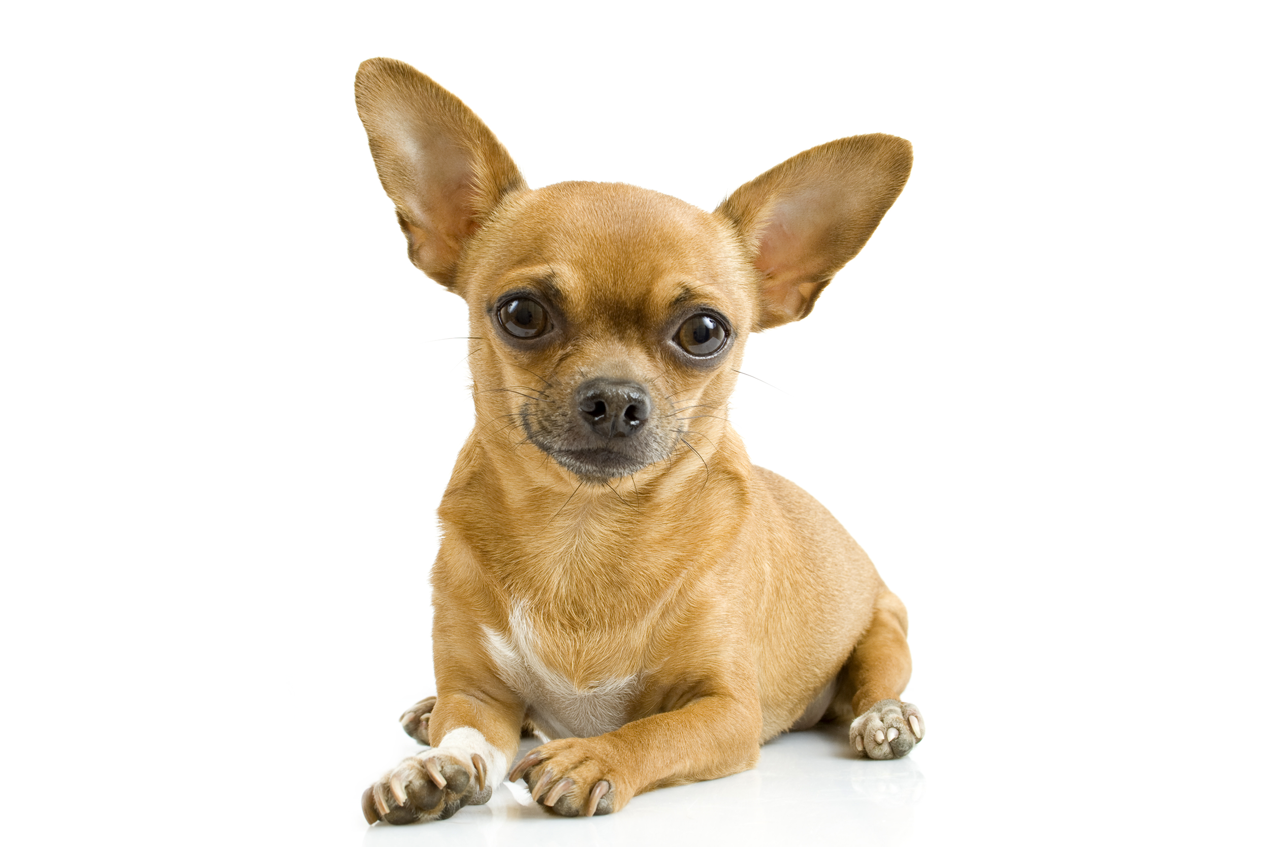 Chihuahua
