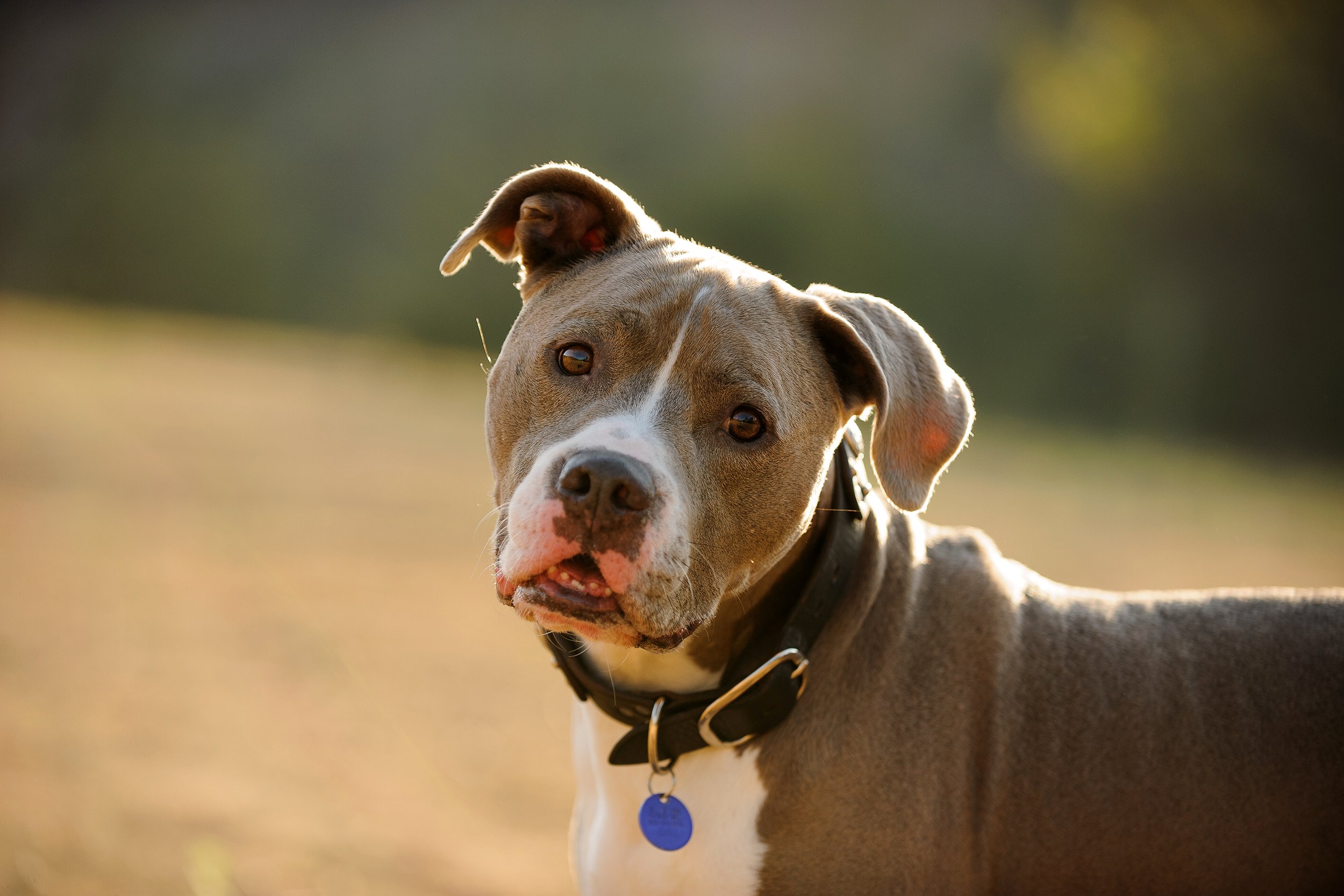 Dixie