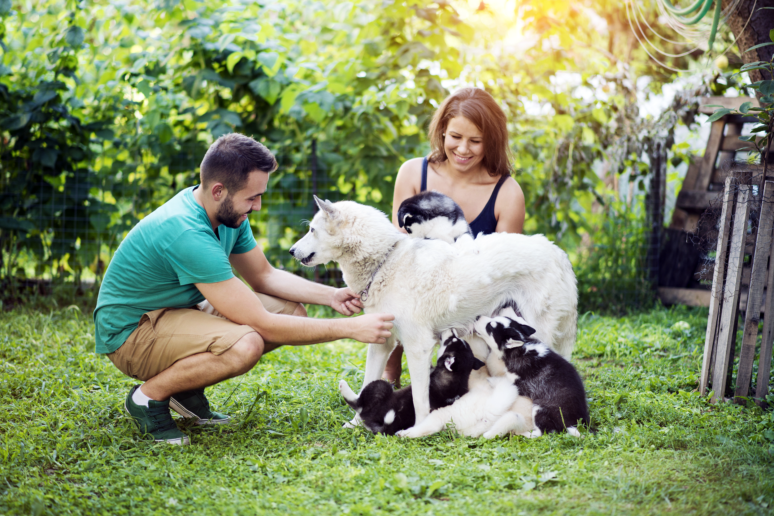 Dog Breeder
