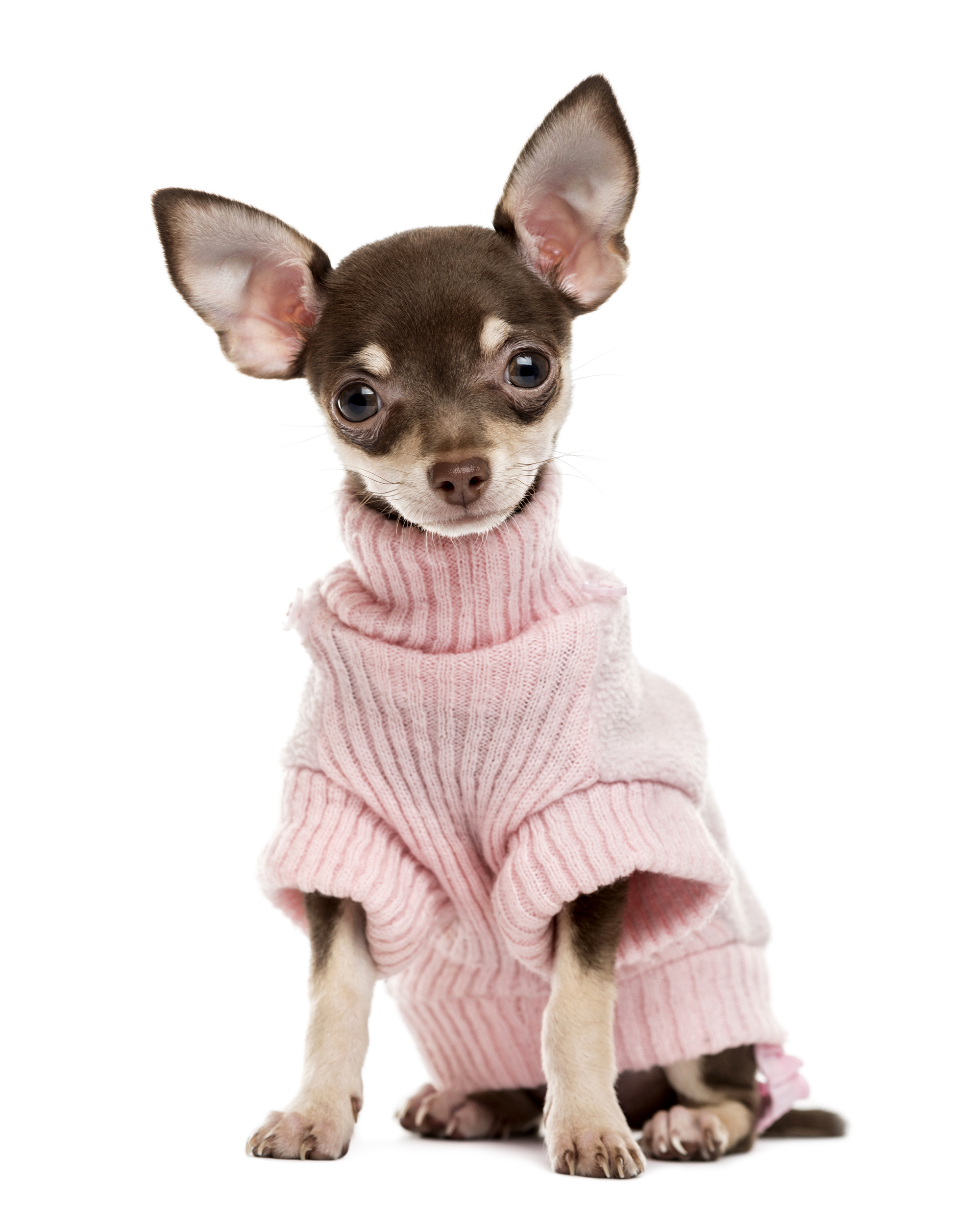 Chihuahua wearing a sweater