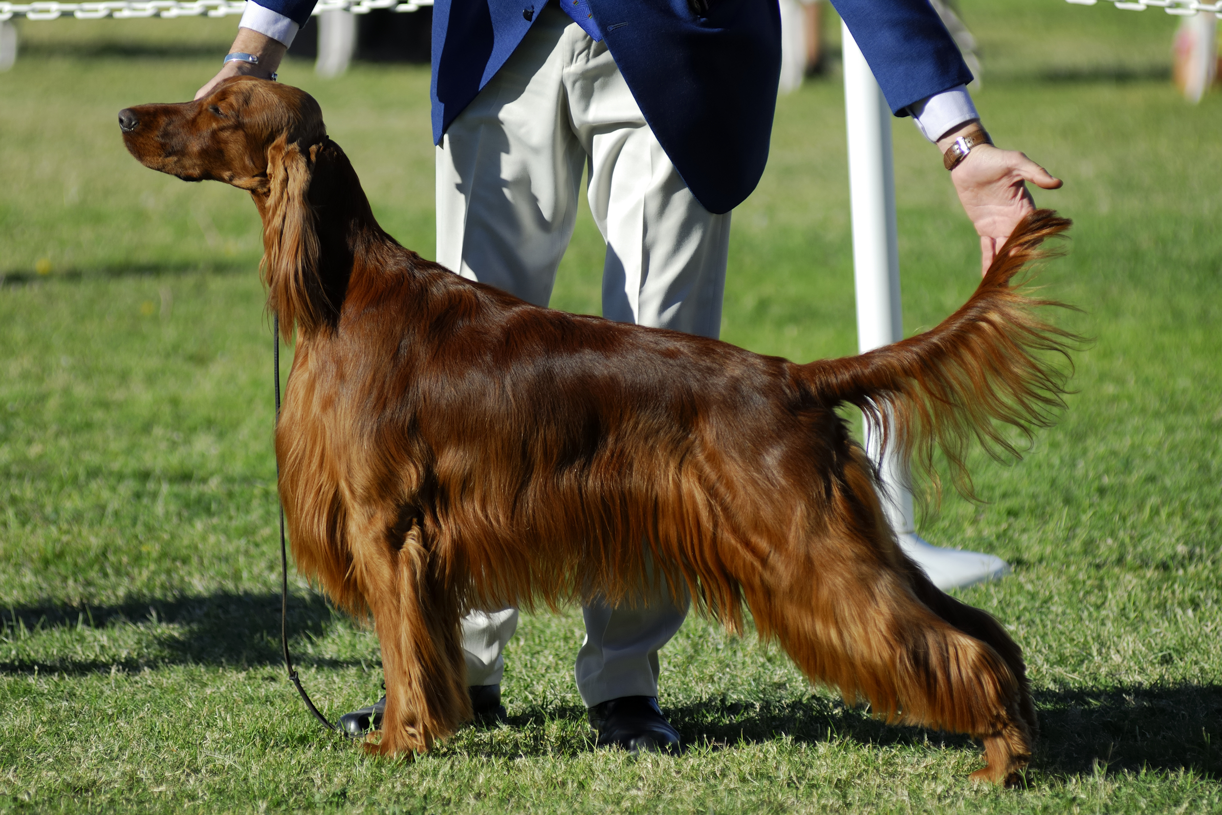 Dog Show Handler