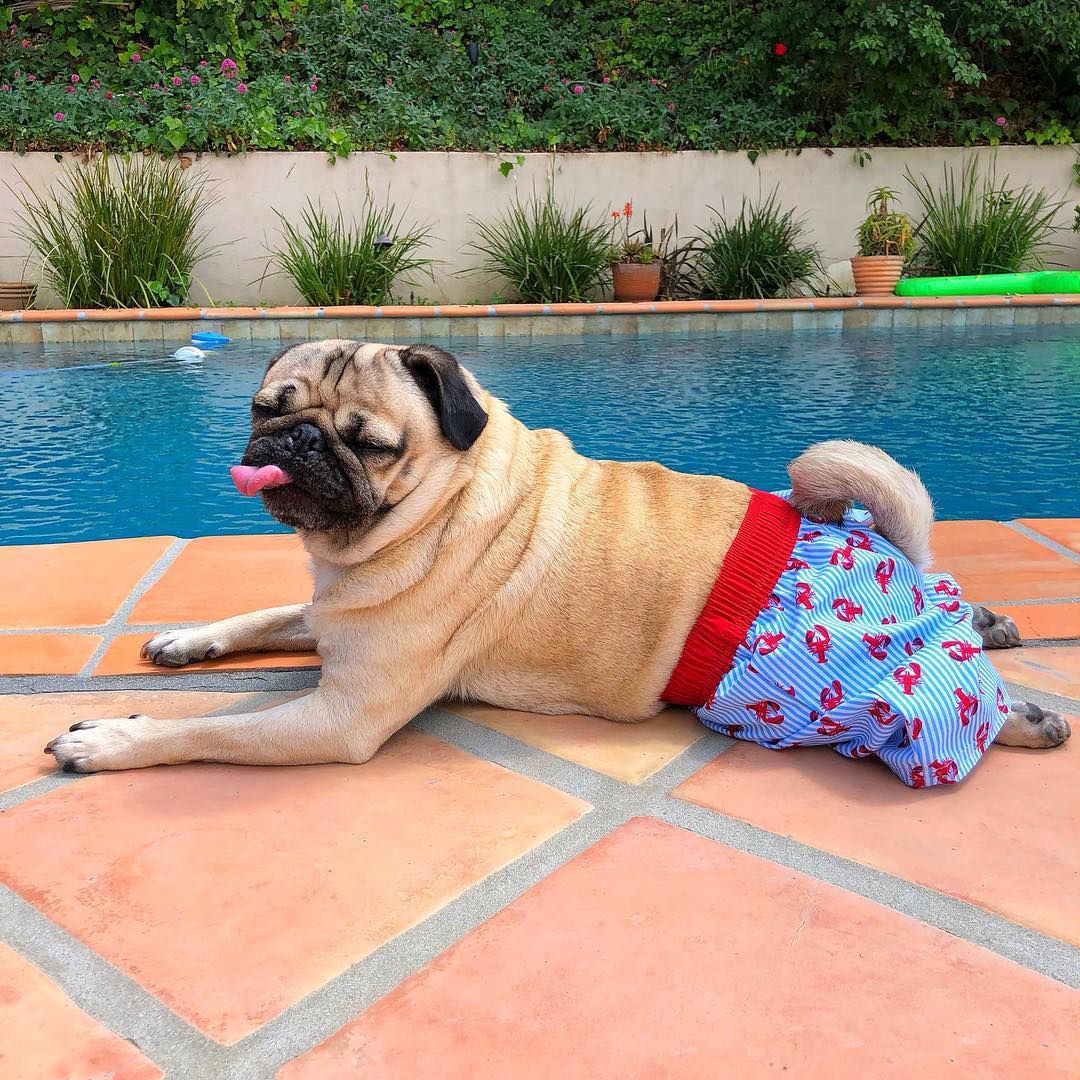 Doug the Pug