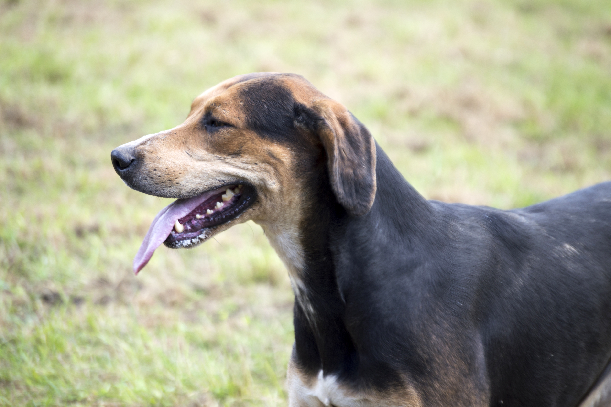 English Fox Hound