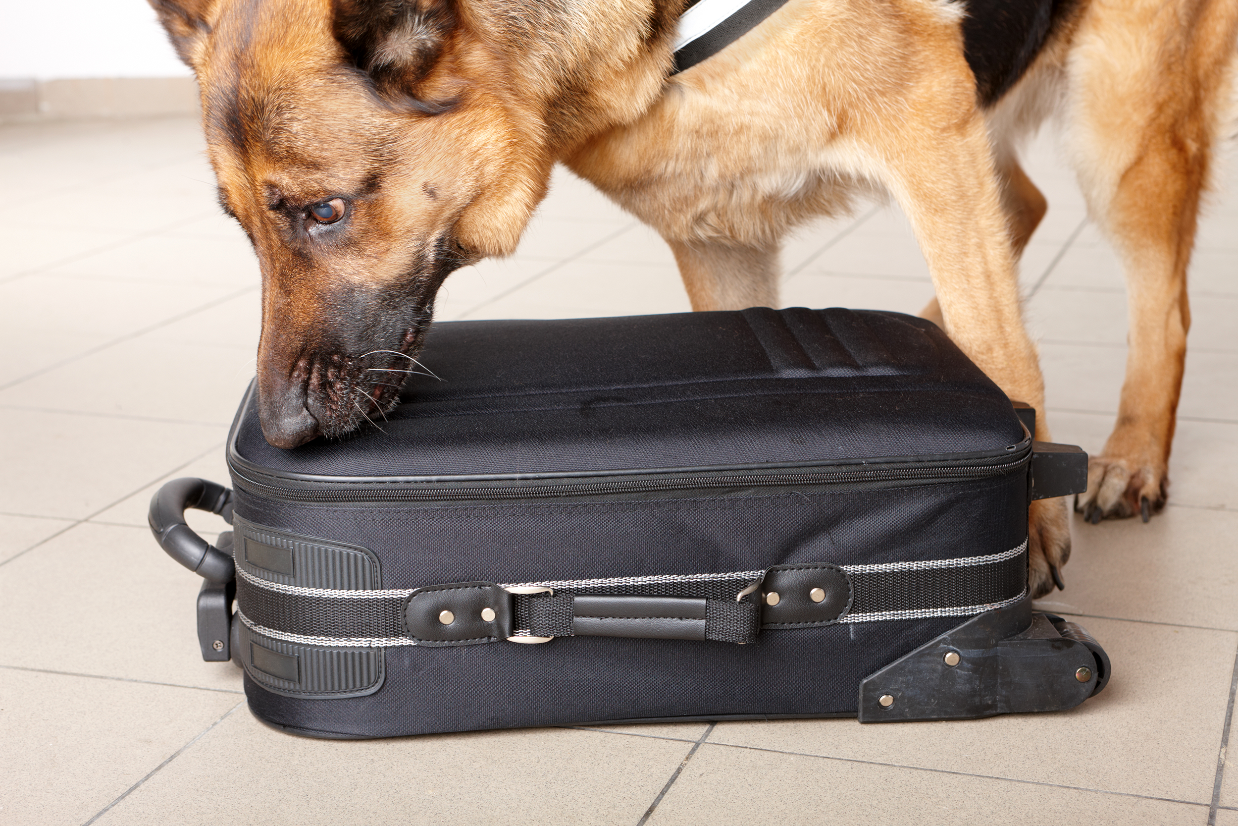 Dog searching for a bomb in a suitcase