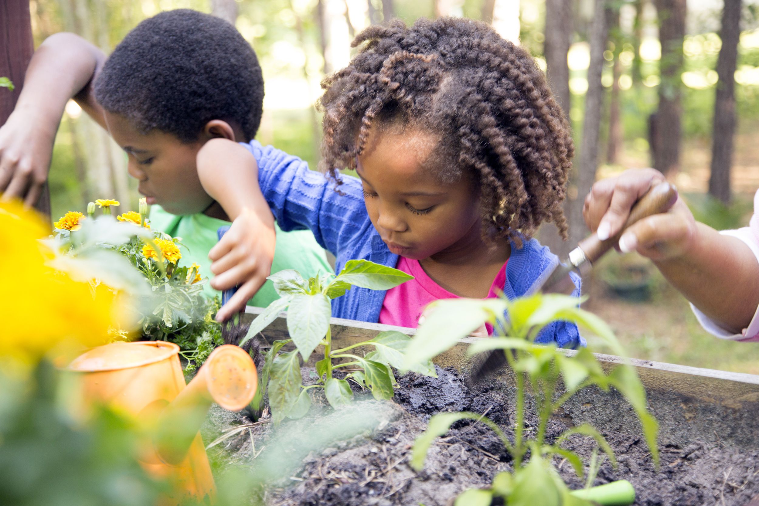 Young children gardening