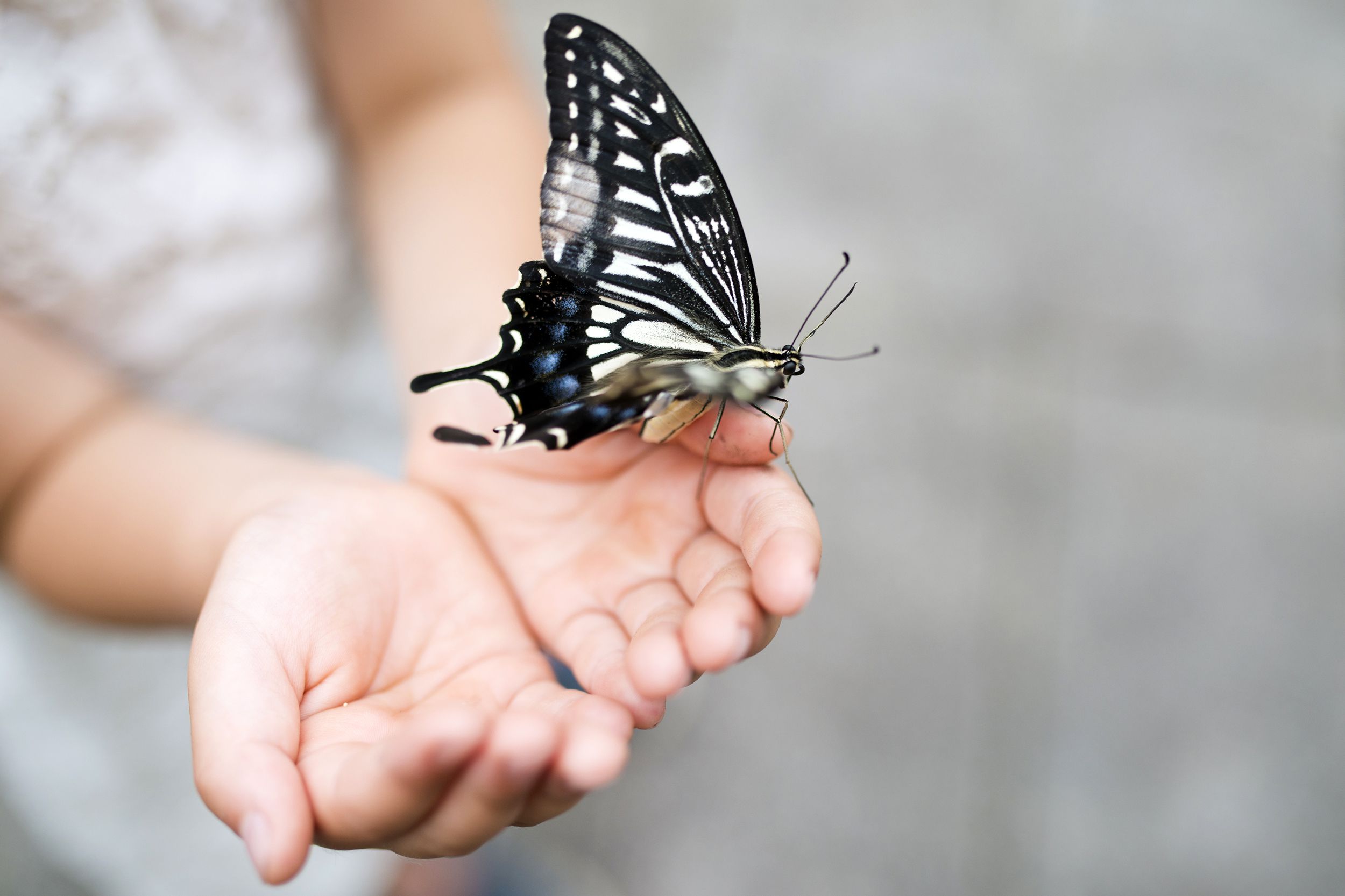 Little kid hands holding a butterfly