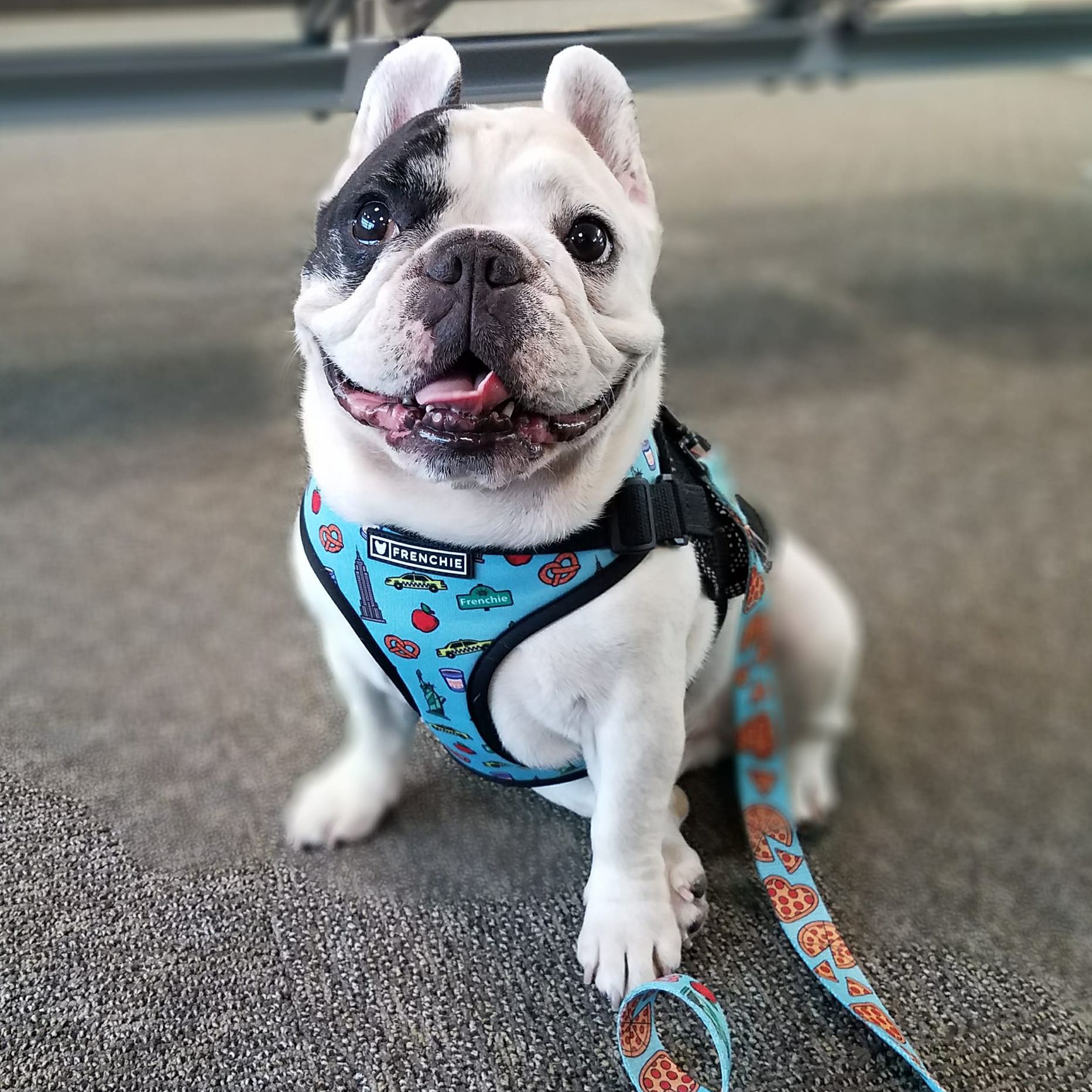 Manny the Frenchie