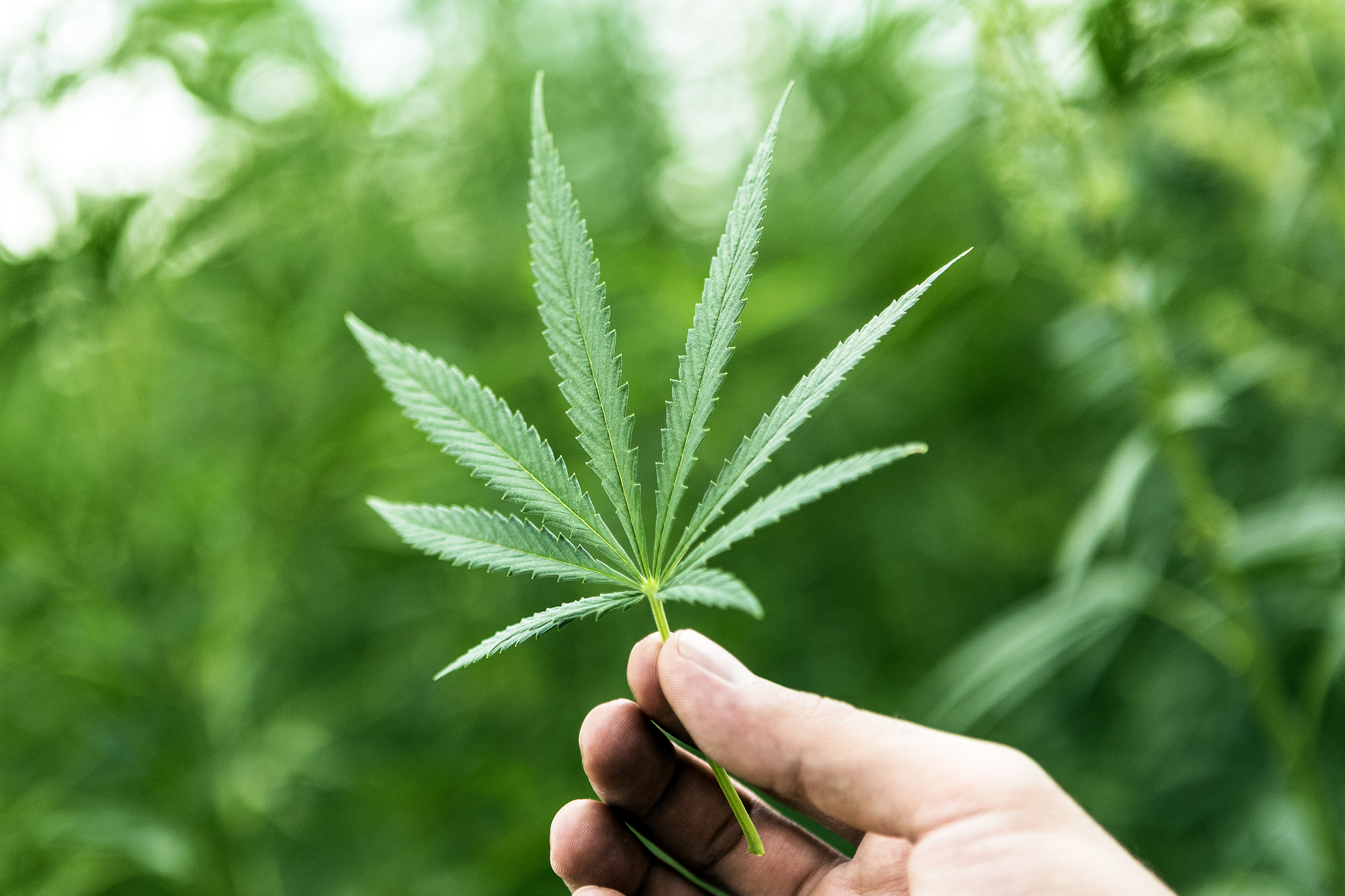 Marijuana leaf