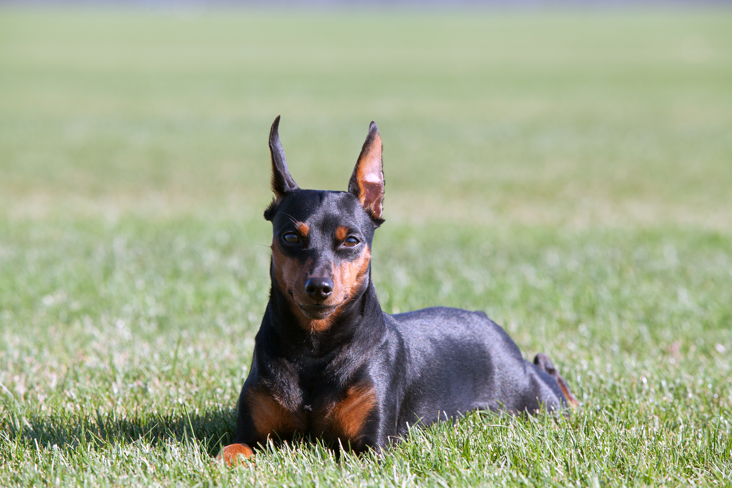 Mini Pinscher