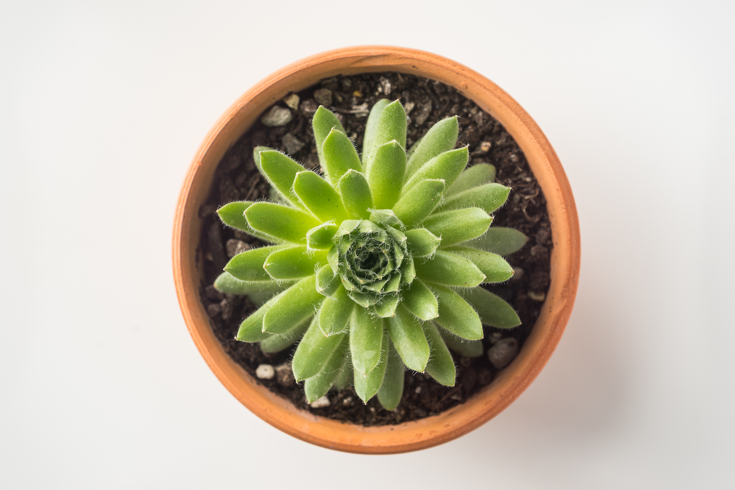 Mini Succulent