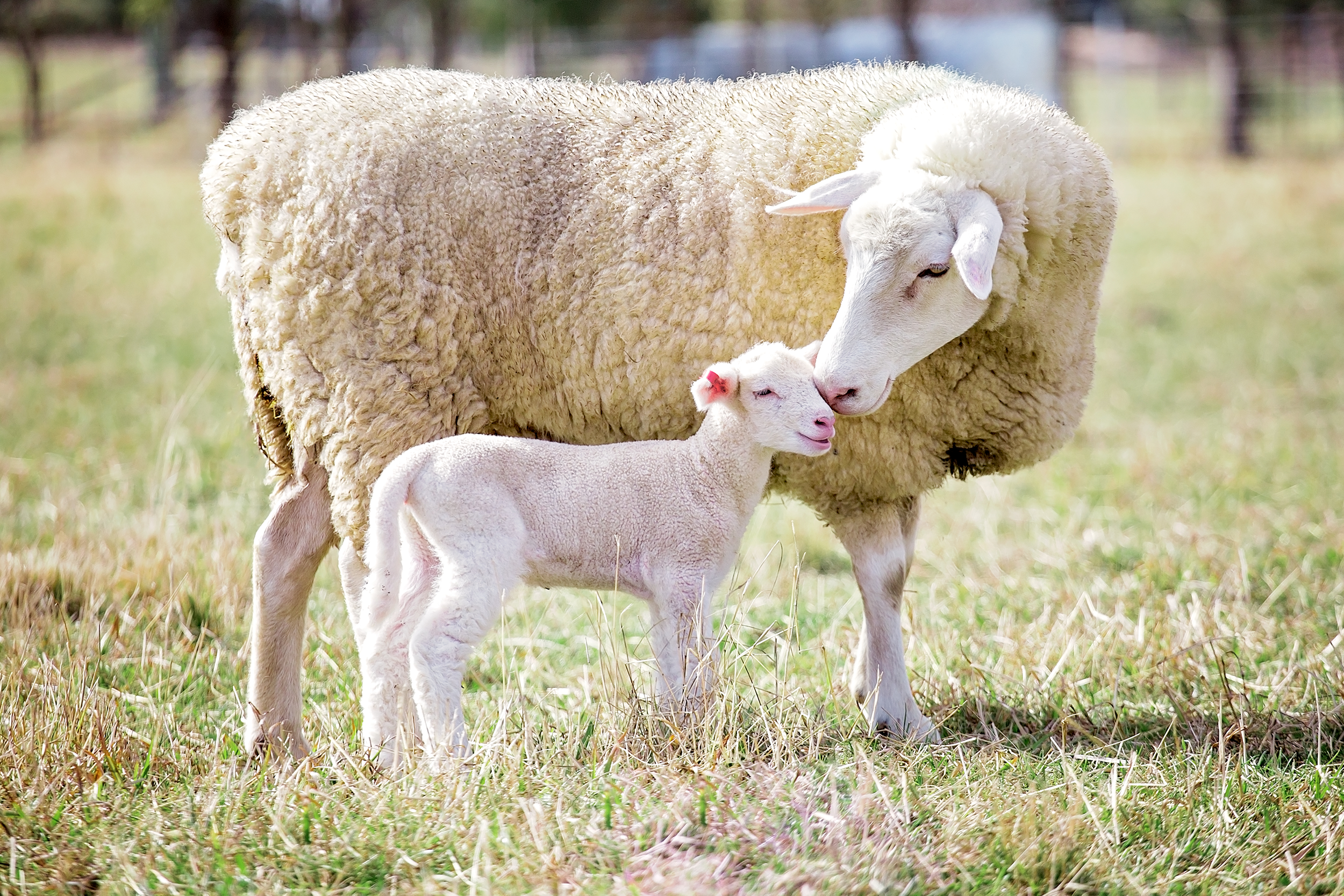 Mom and baby sheep