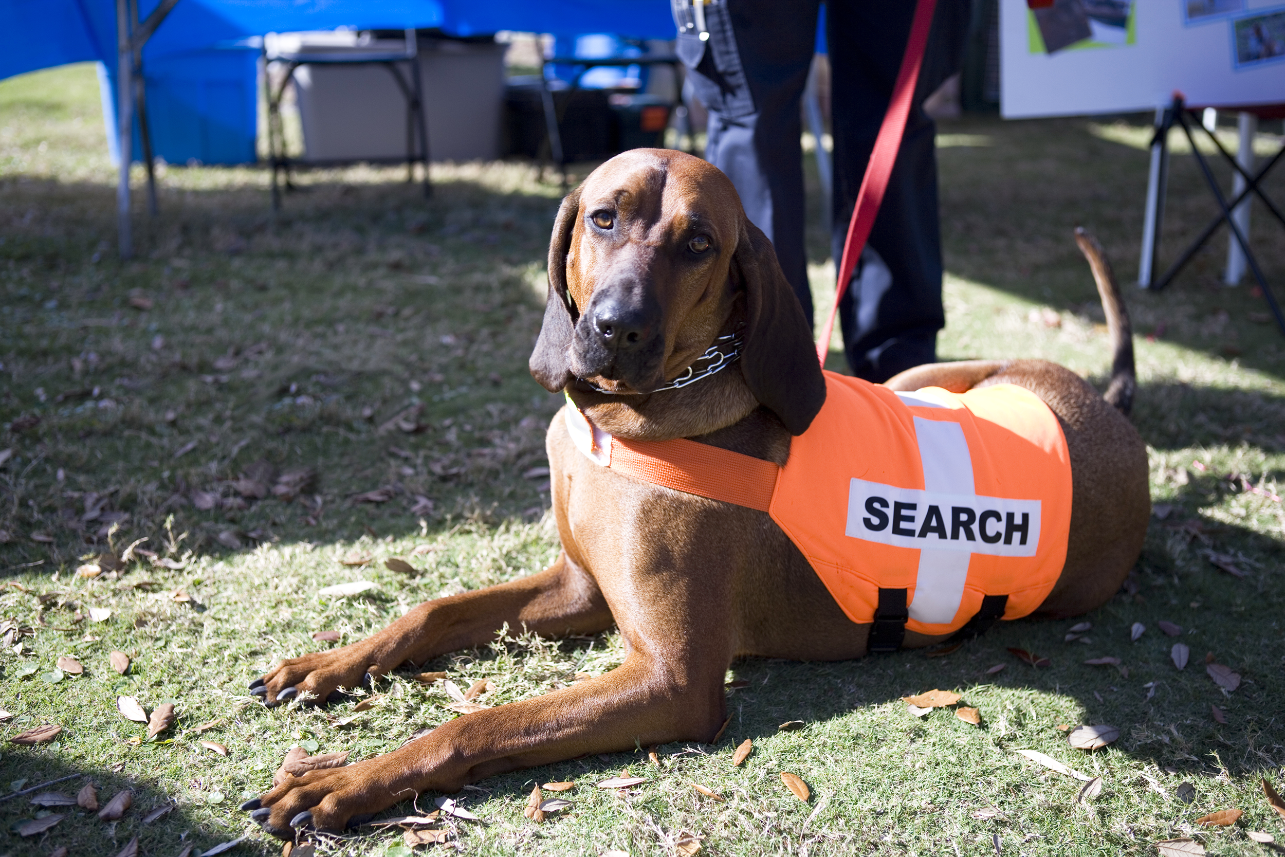 Search and rescue dog