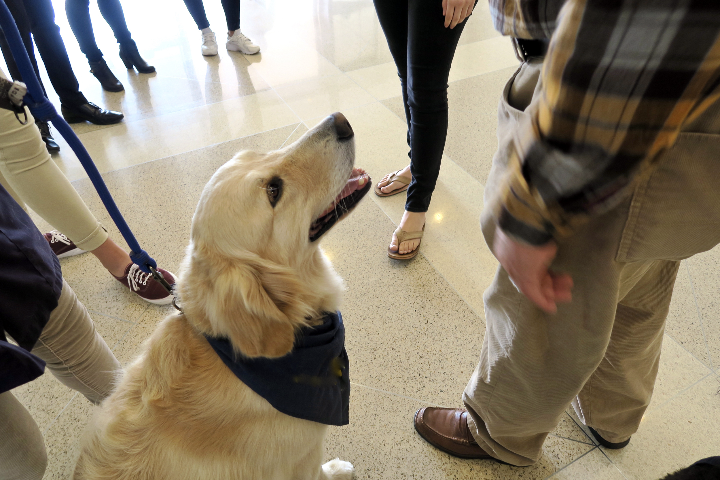 Therapy dog