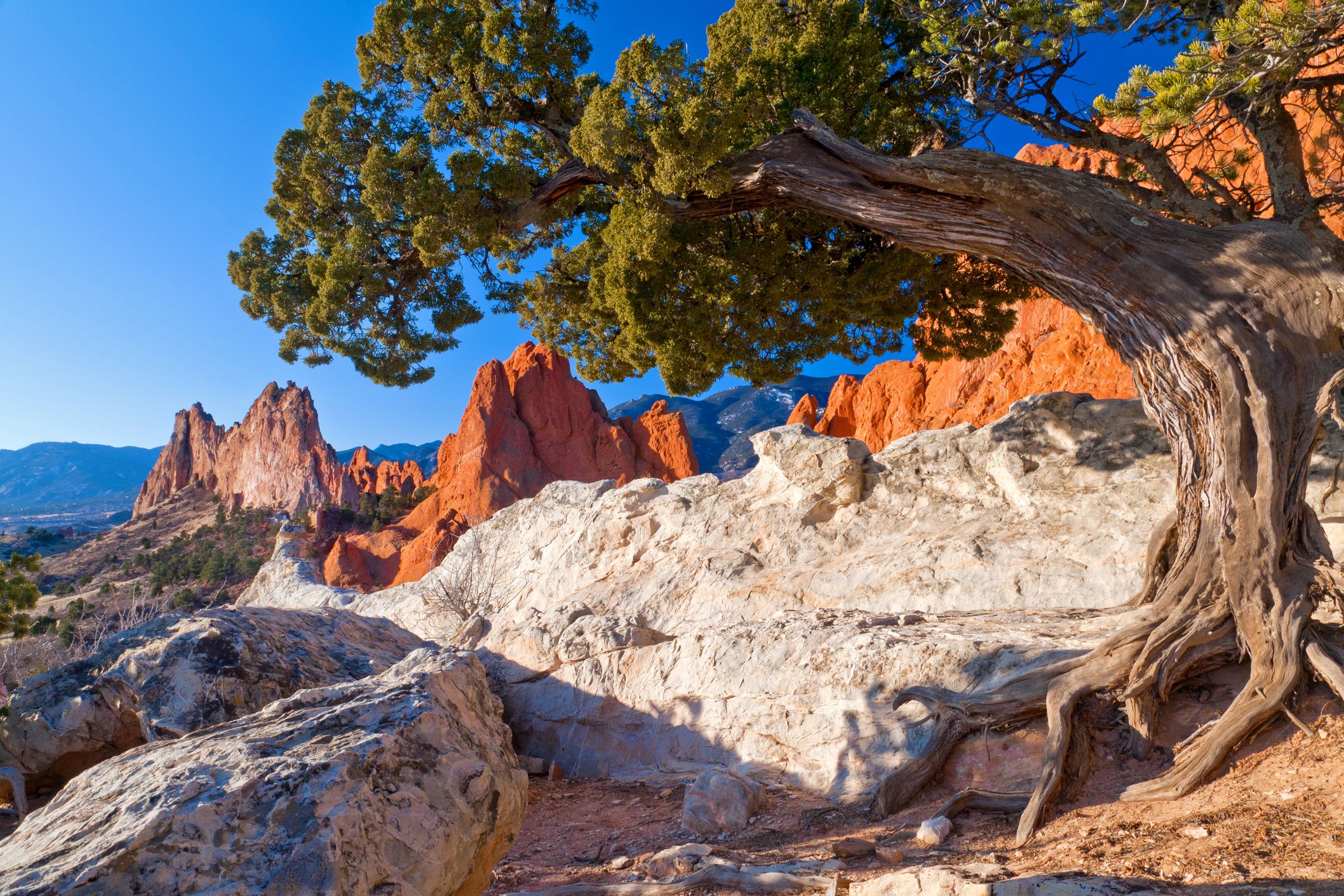 garden of the gods, twisted juniper