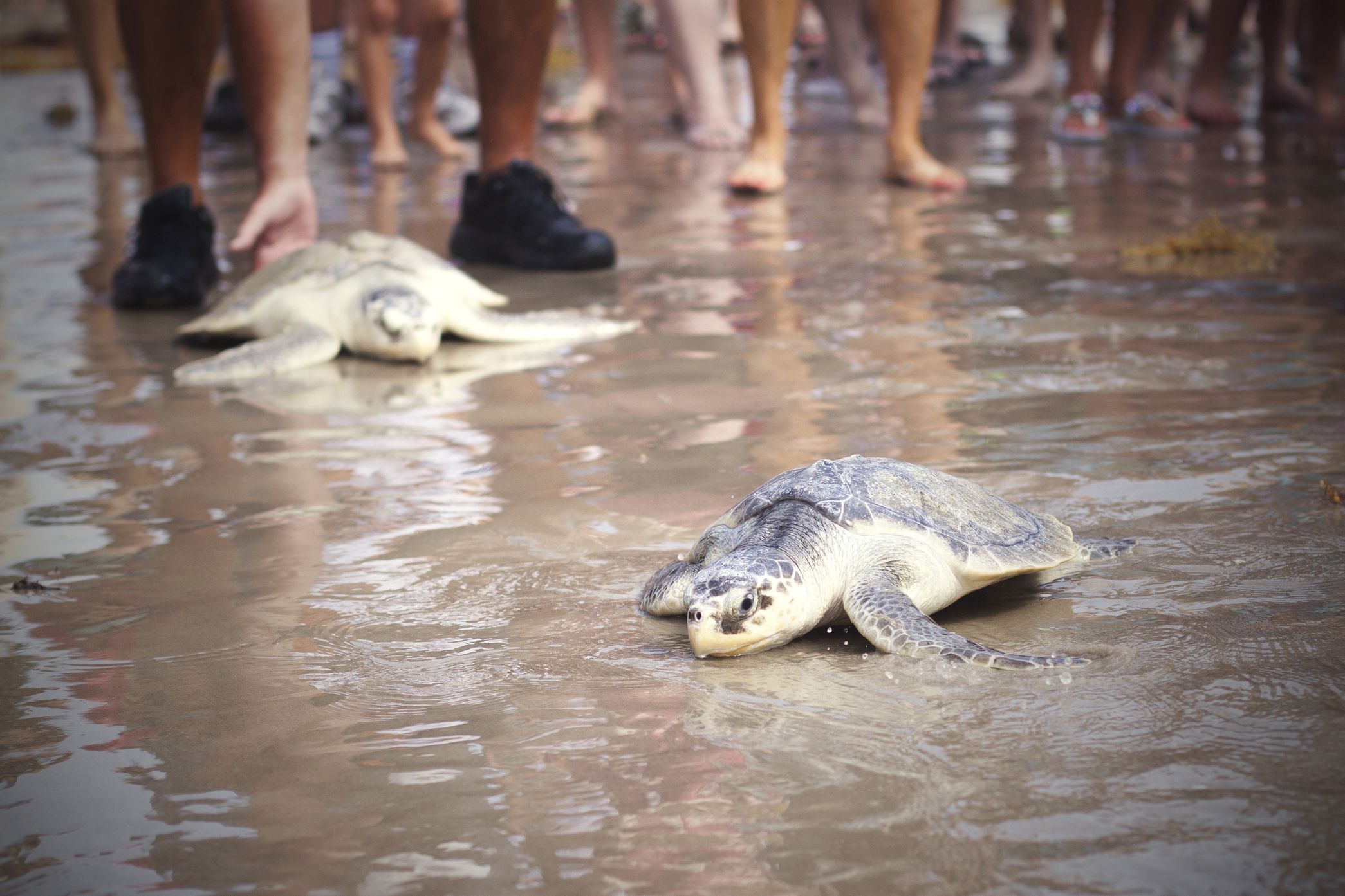 baby sea turtles at padre island national seashore