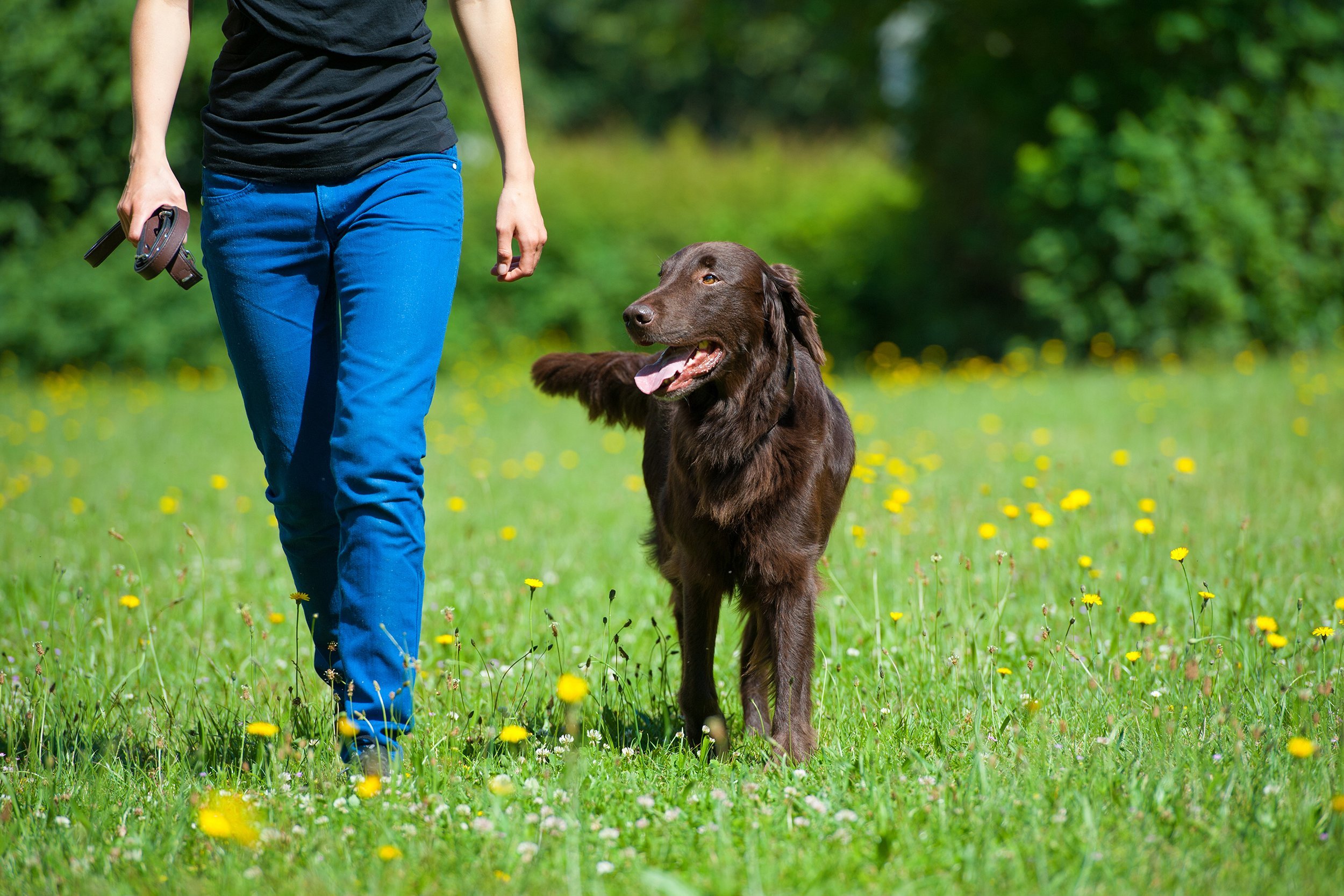 woman walking a dog
