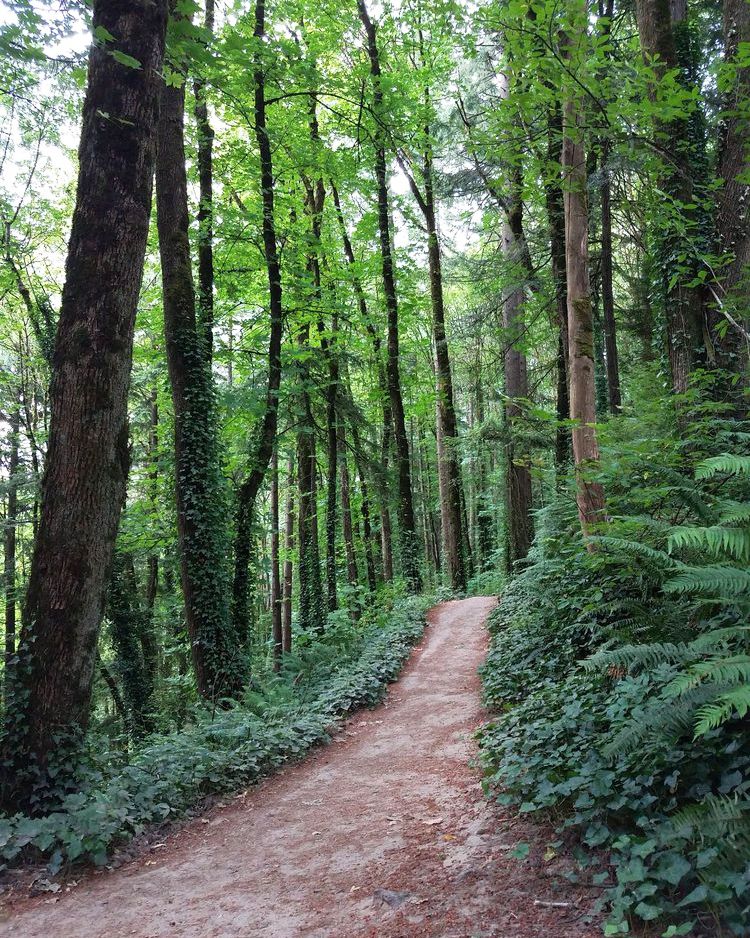 Wildwood Trail in Portland, Oregon