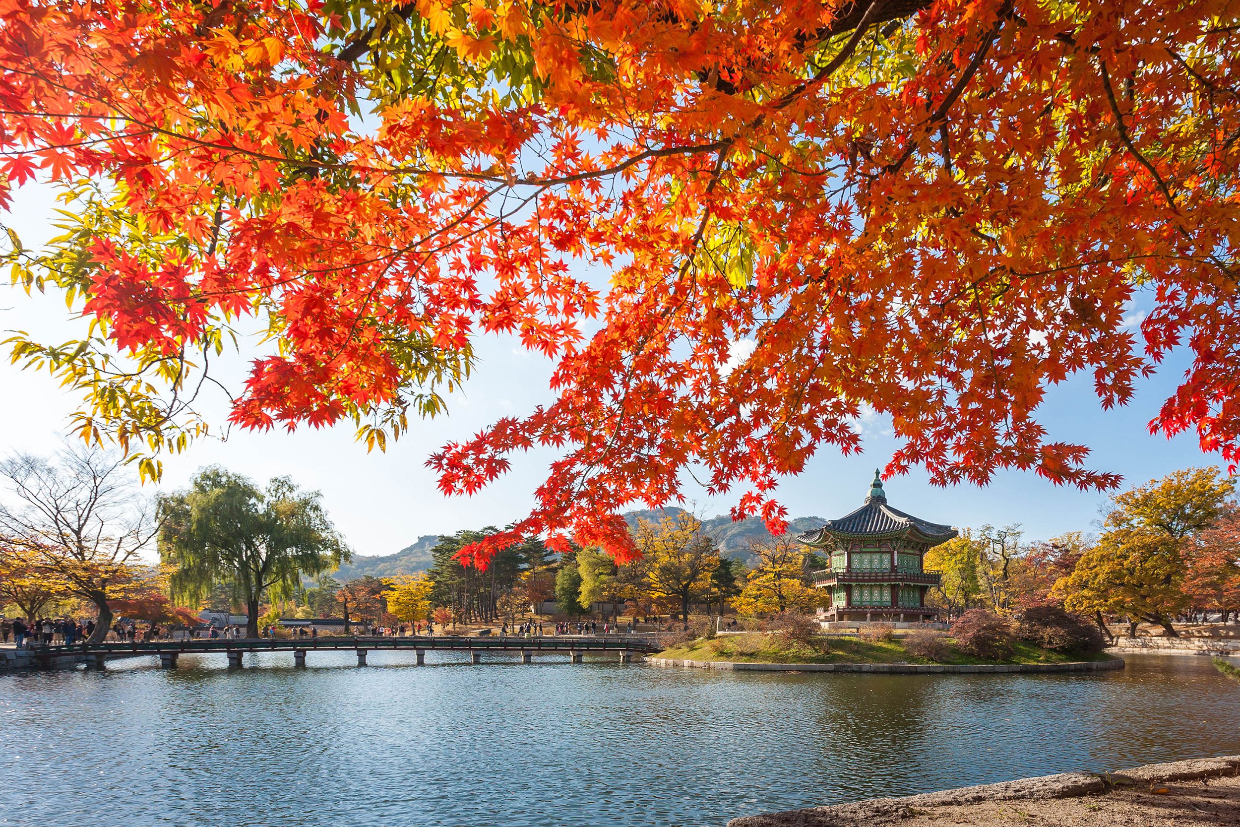 maple trees with a lake at gyeongbokgung palace