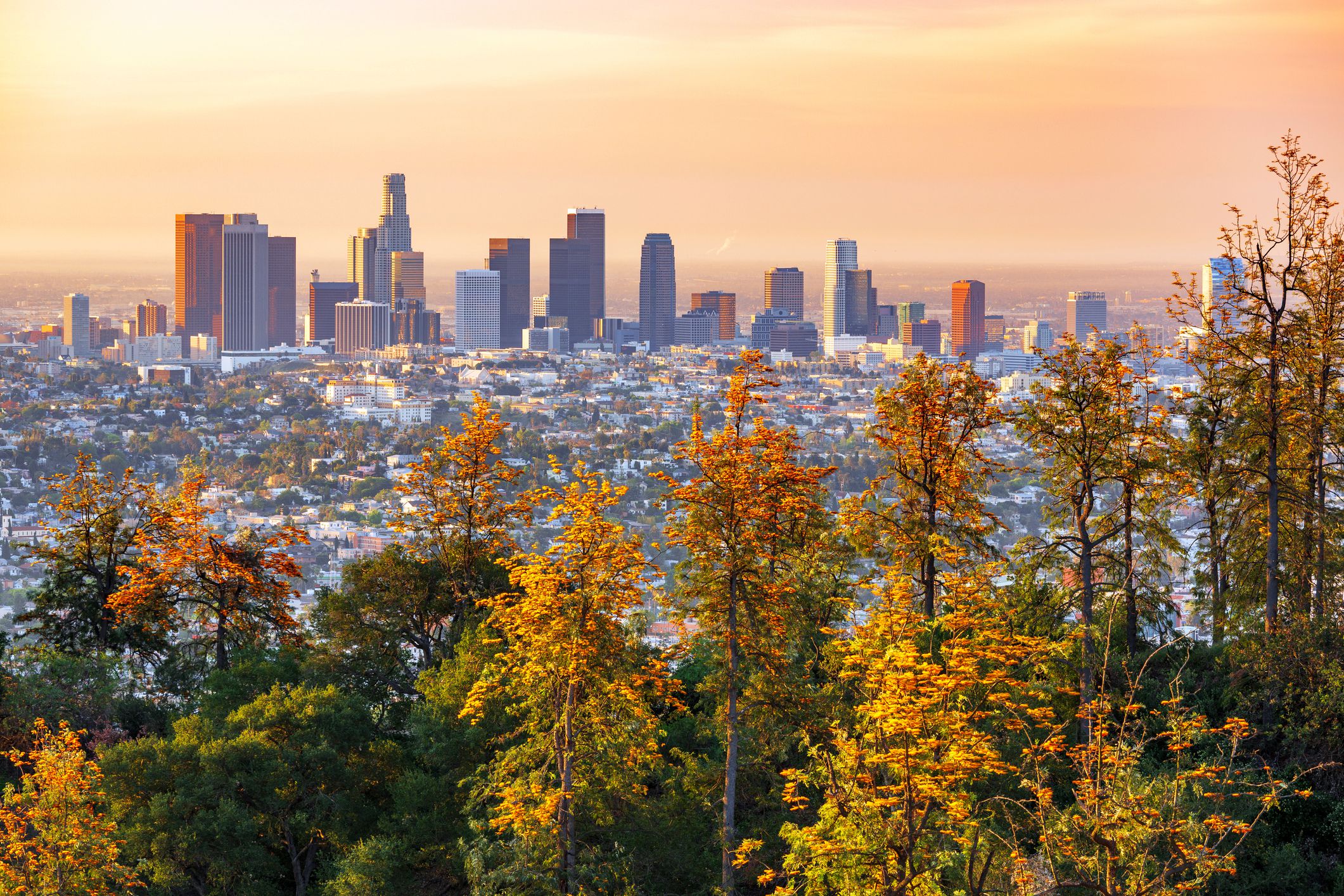 view of los angeles skyline with fall foliage