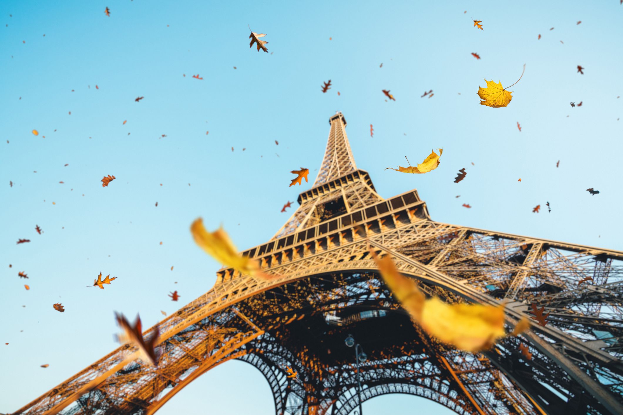 leaves falling on the eiffel tower