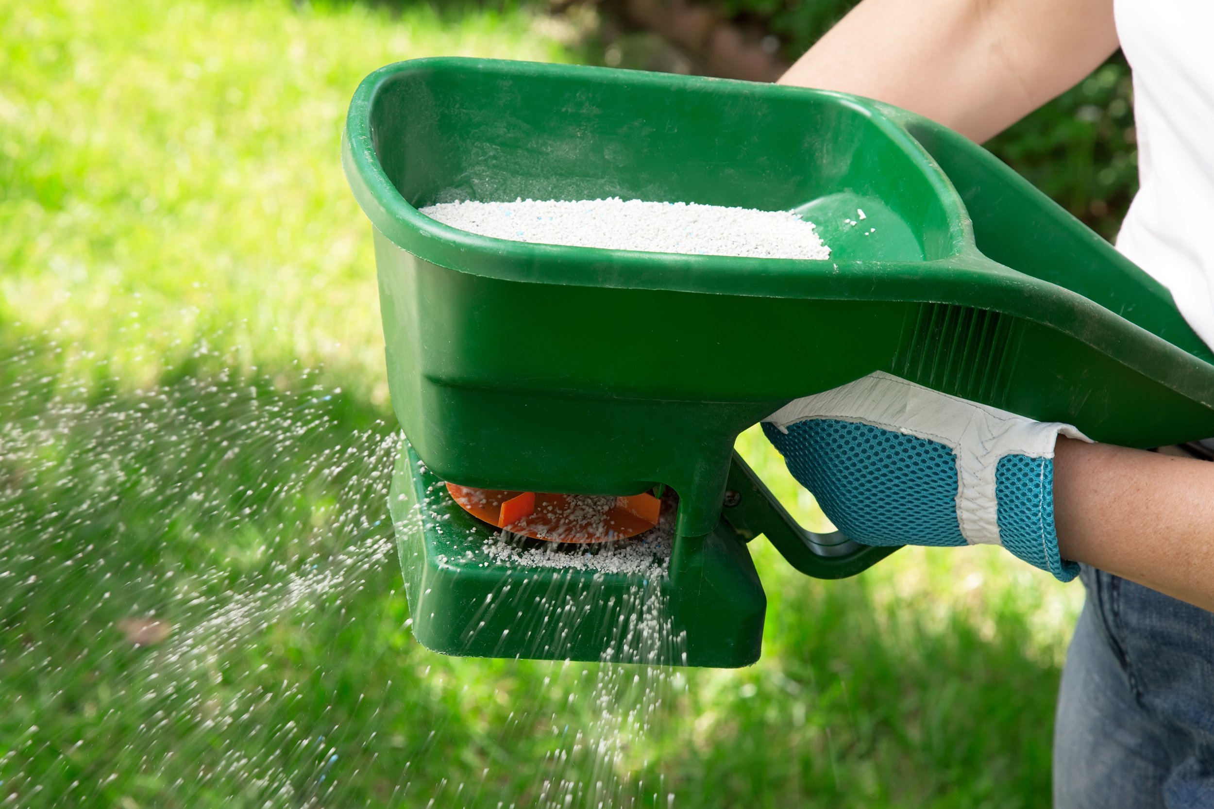 manual fertilizing of the lawn in back yard