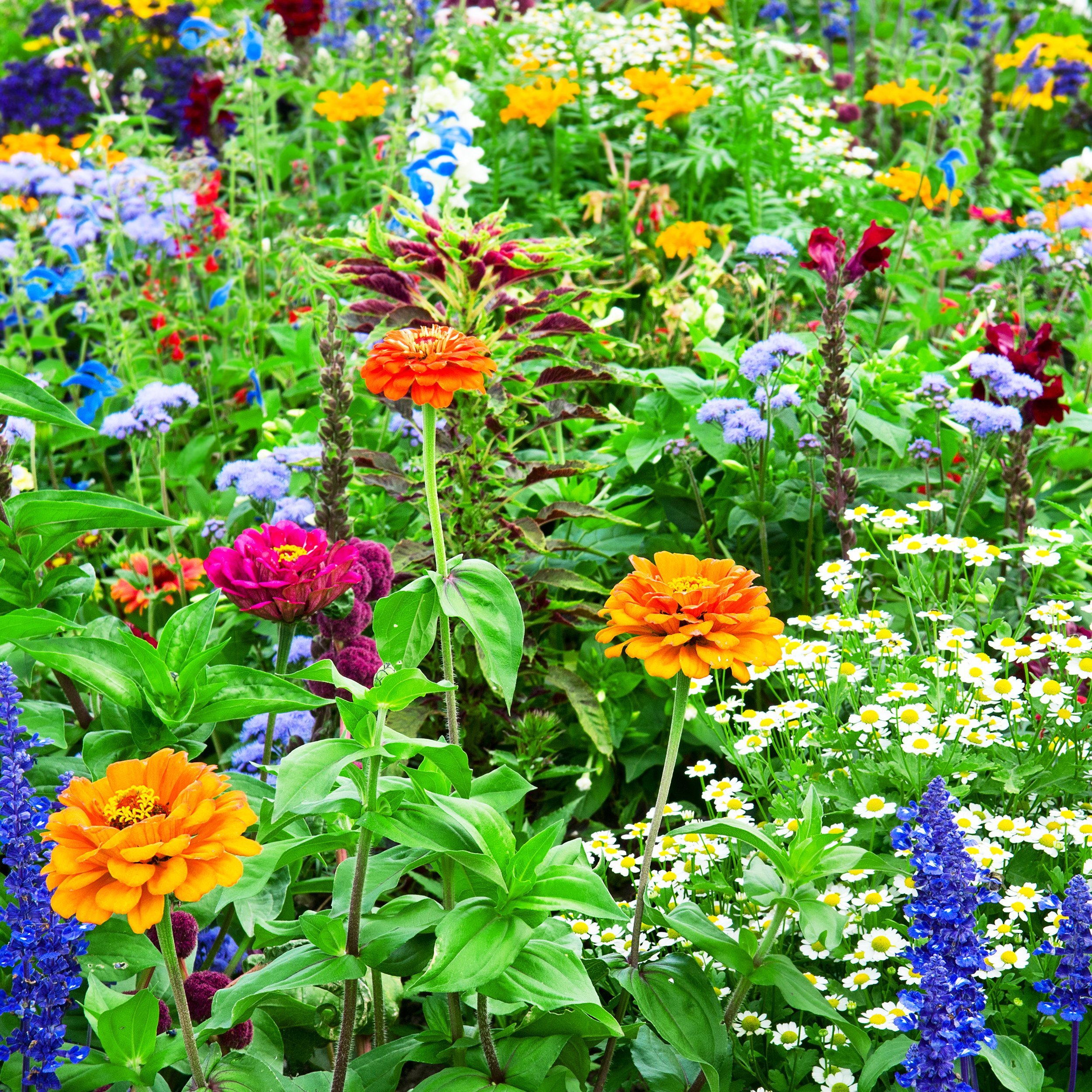 flower bed of bright flowers