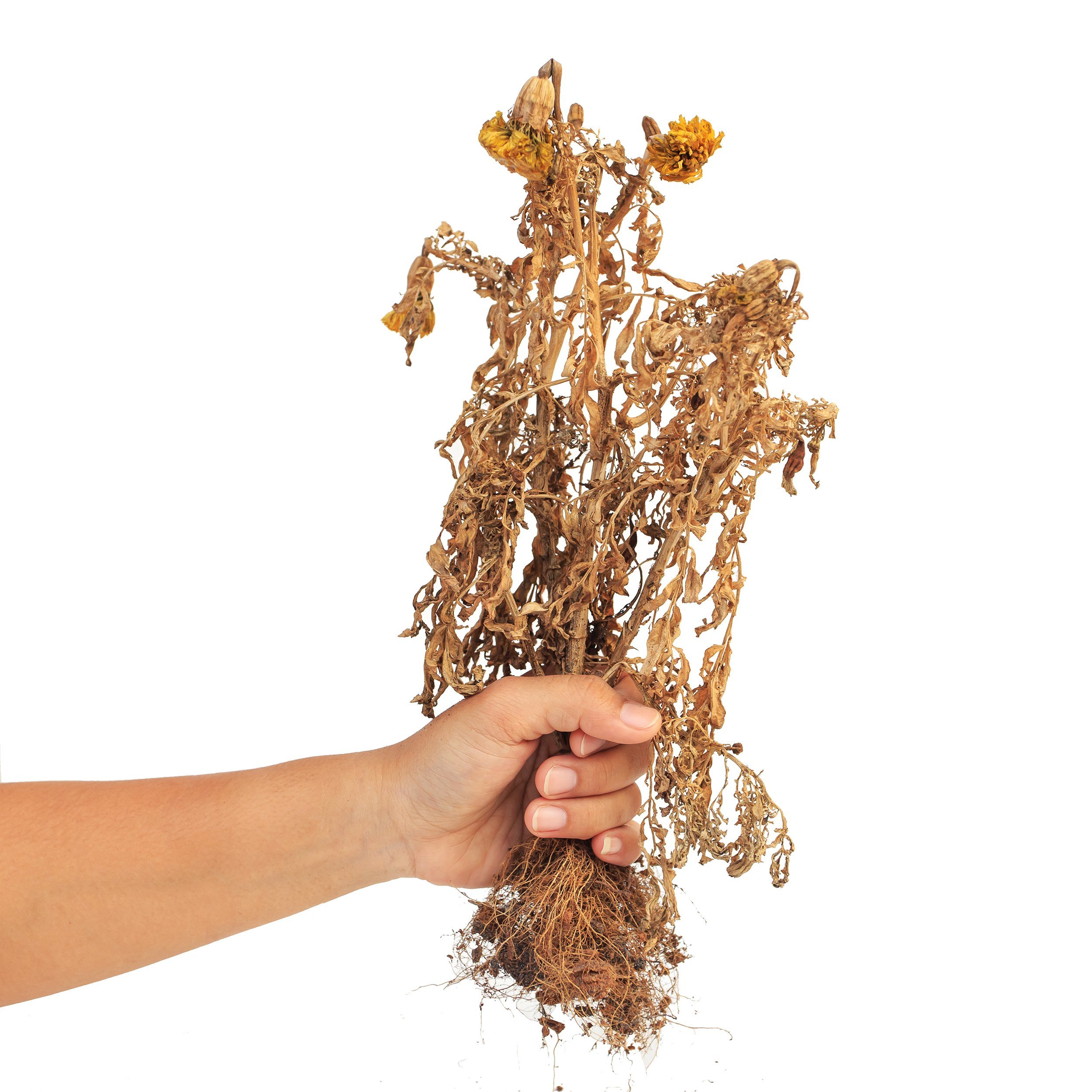 dried plant in hand