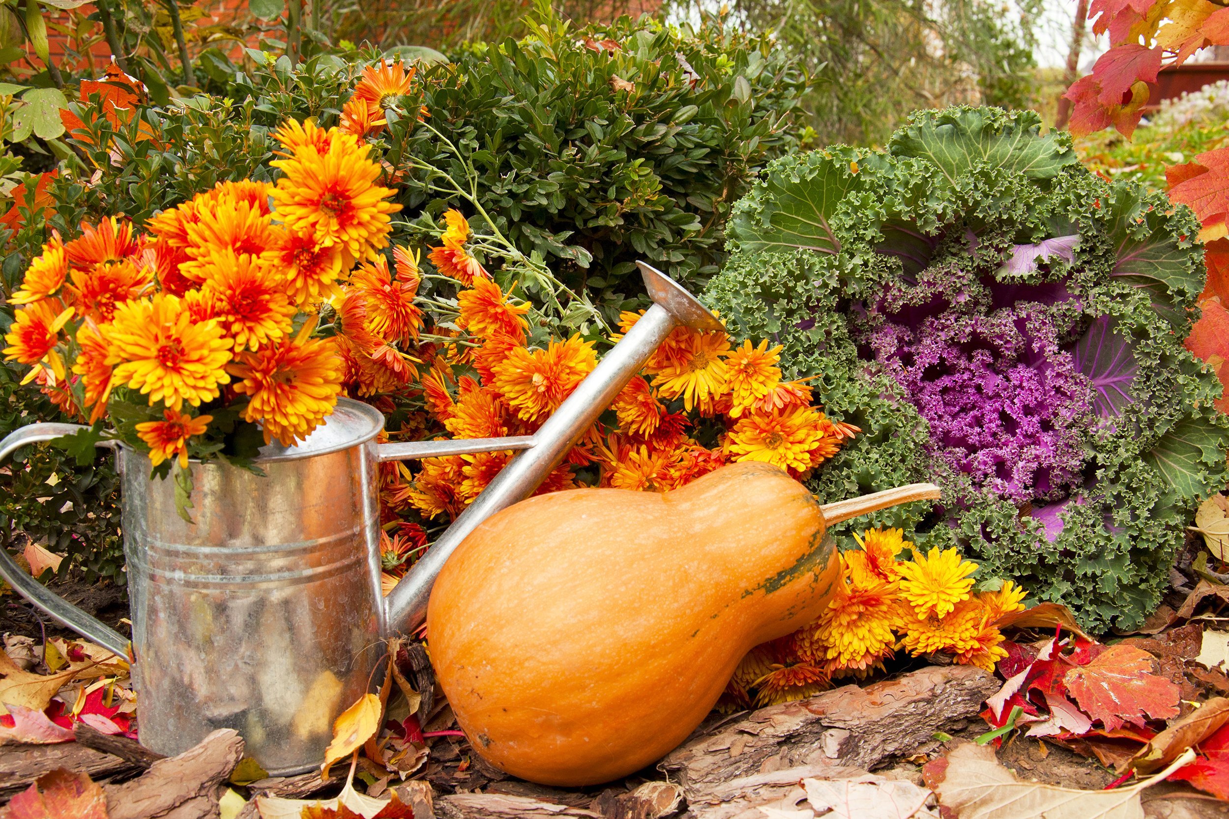fall garden