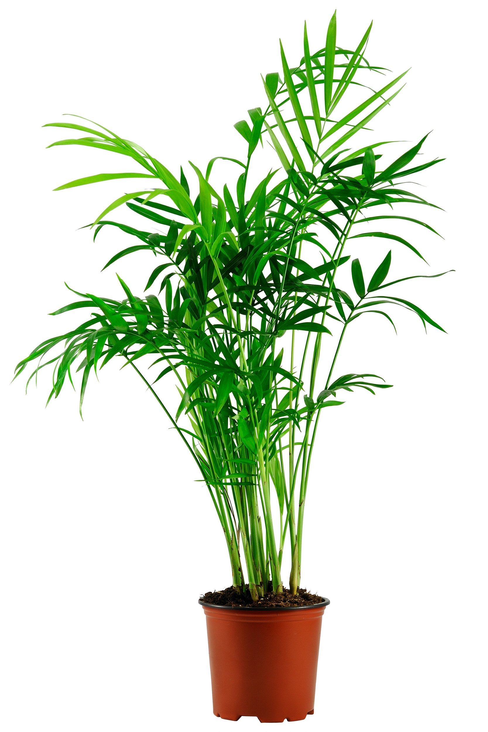 green howea palm-tree in flowerpot