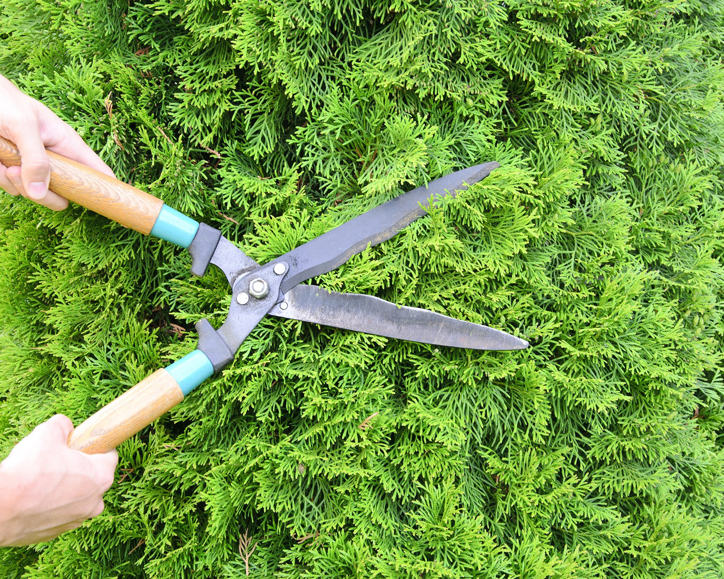 hands are cut green bush clippers