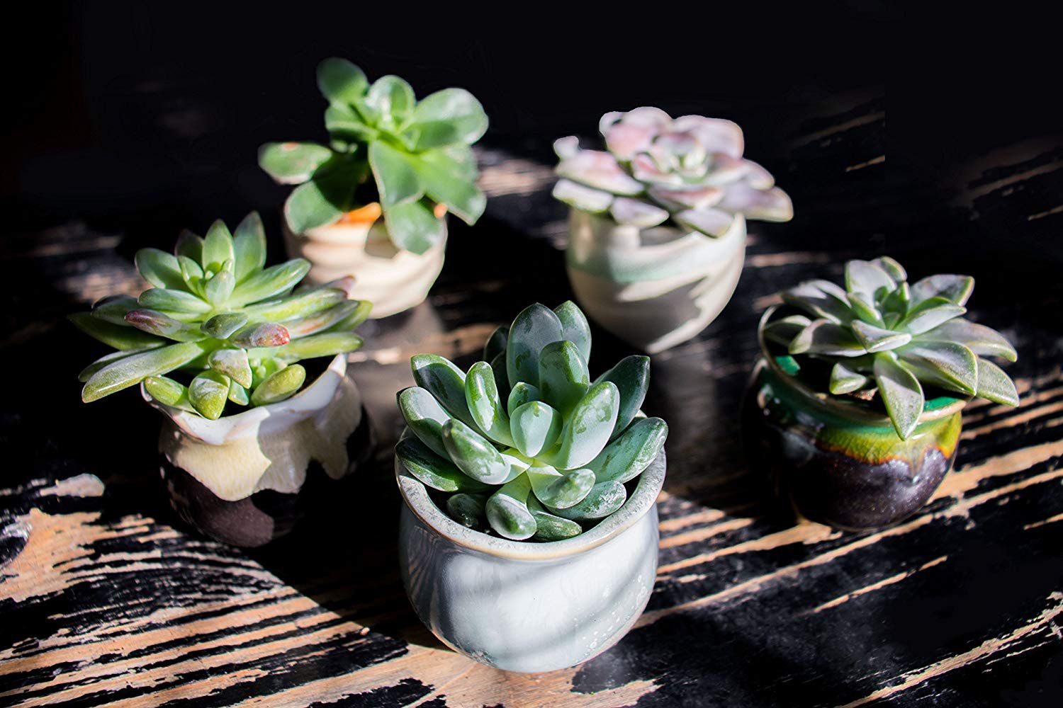 Succulent Plants 5 Pack