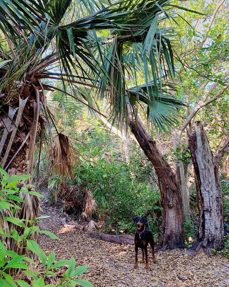 Bear Cut Nature Preserve