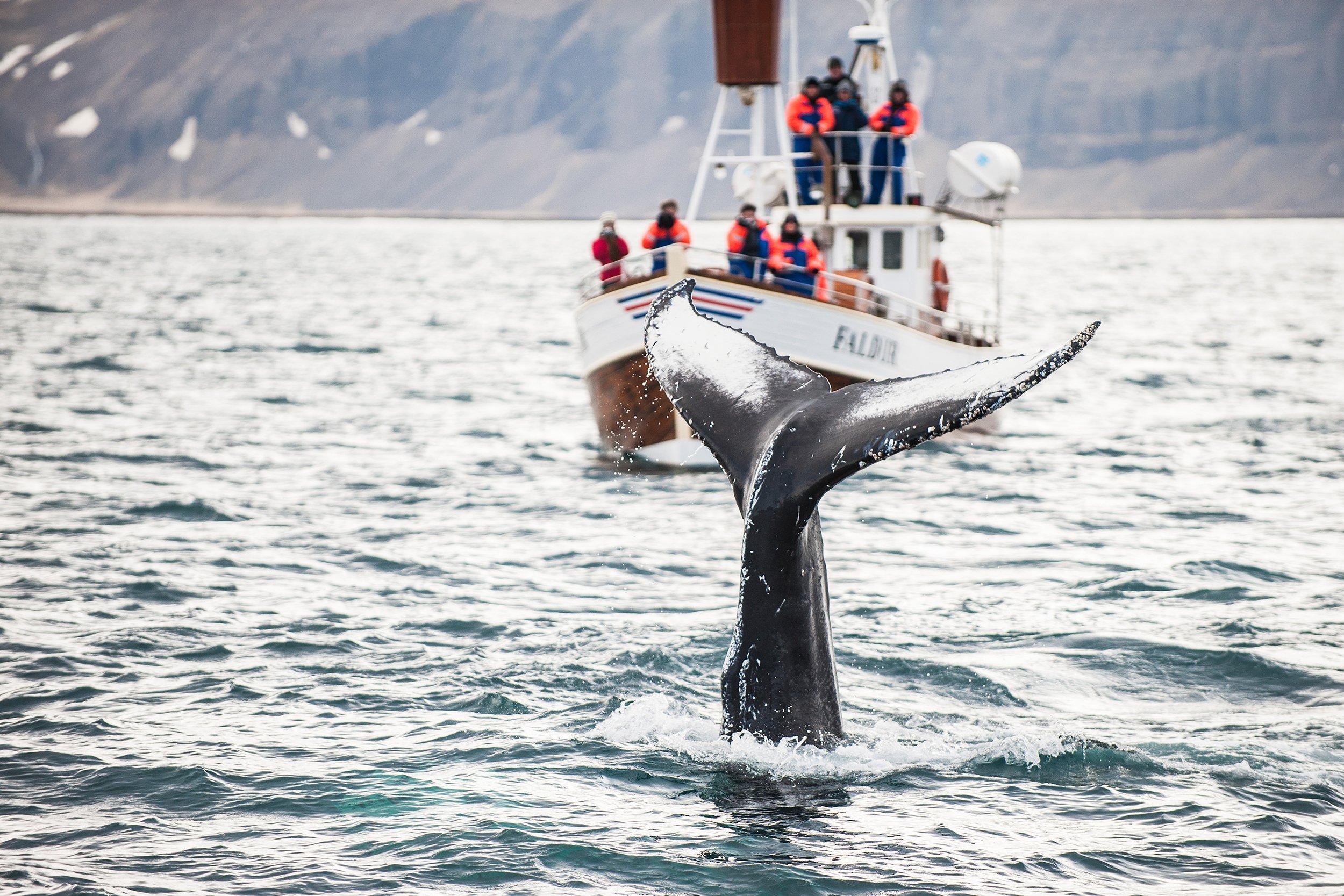 whale watching in a boat in Iceland
