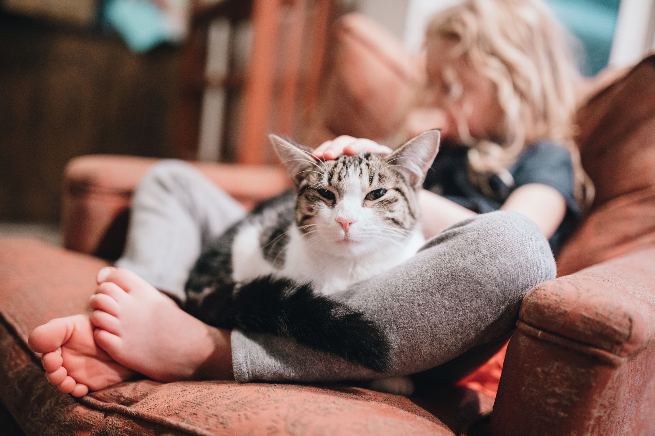cat resting in lap of little girl on armchair