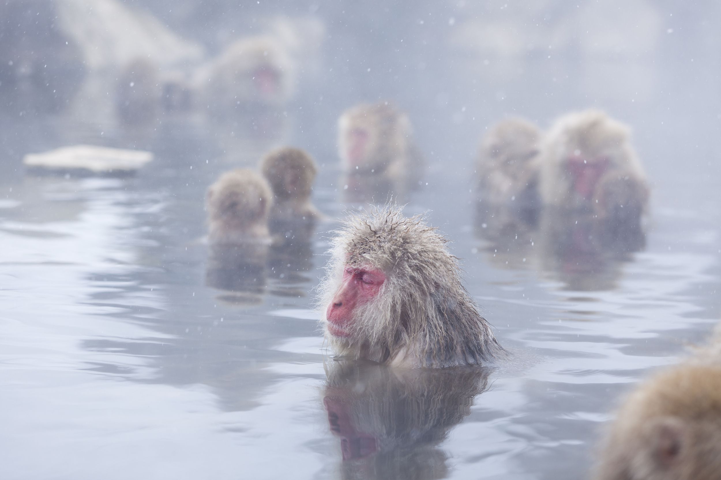 snow monkeys in hot springs of Nagano, Japan