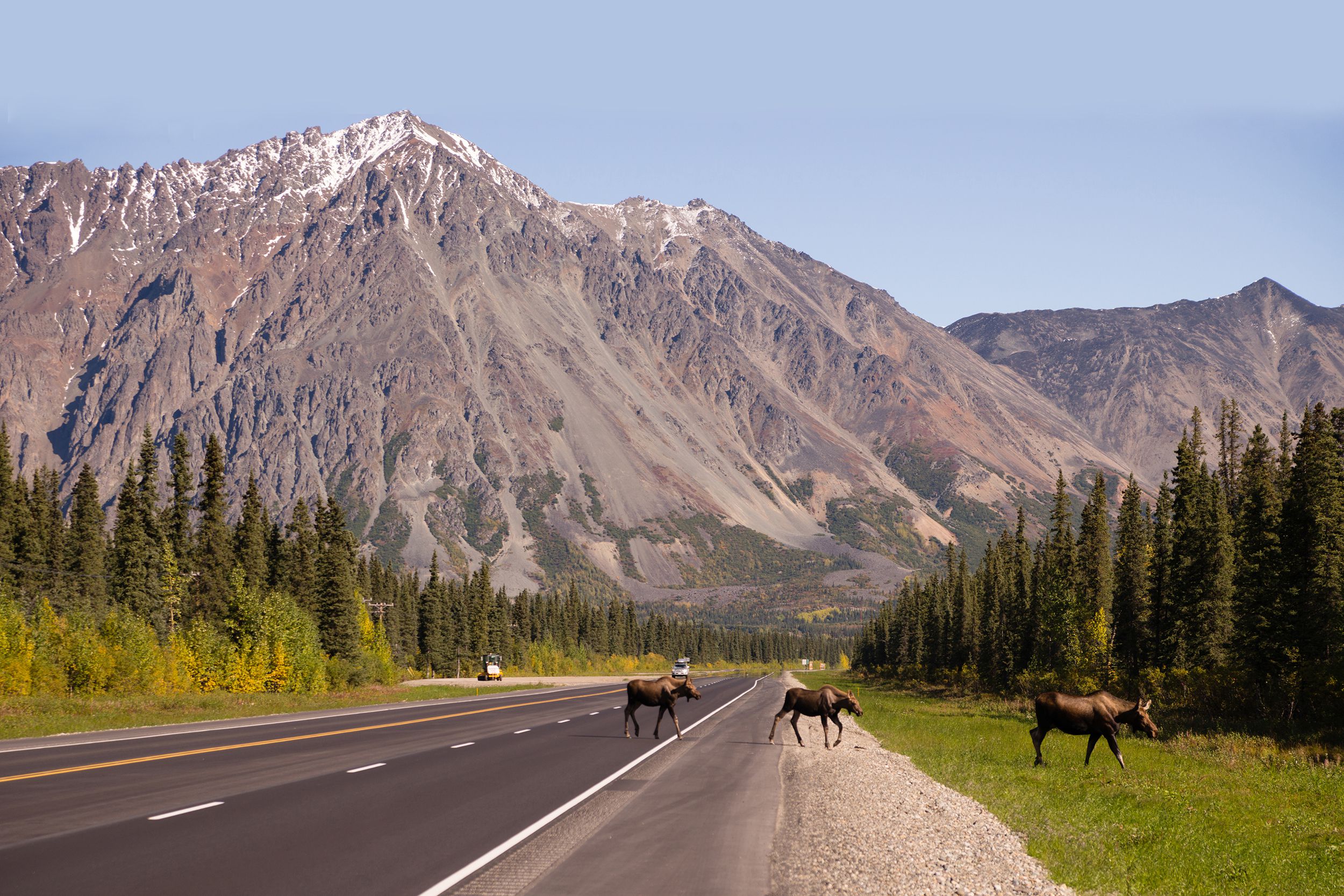 cow moose leads two calves across road near Denali, Alaska