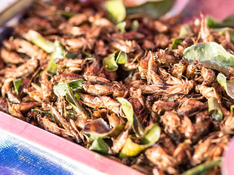 Edible Bugs