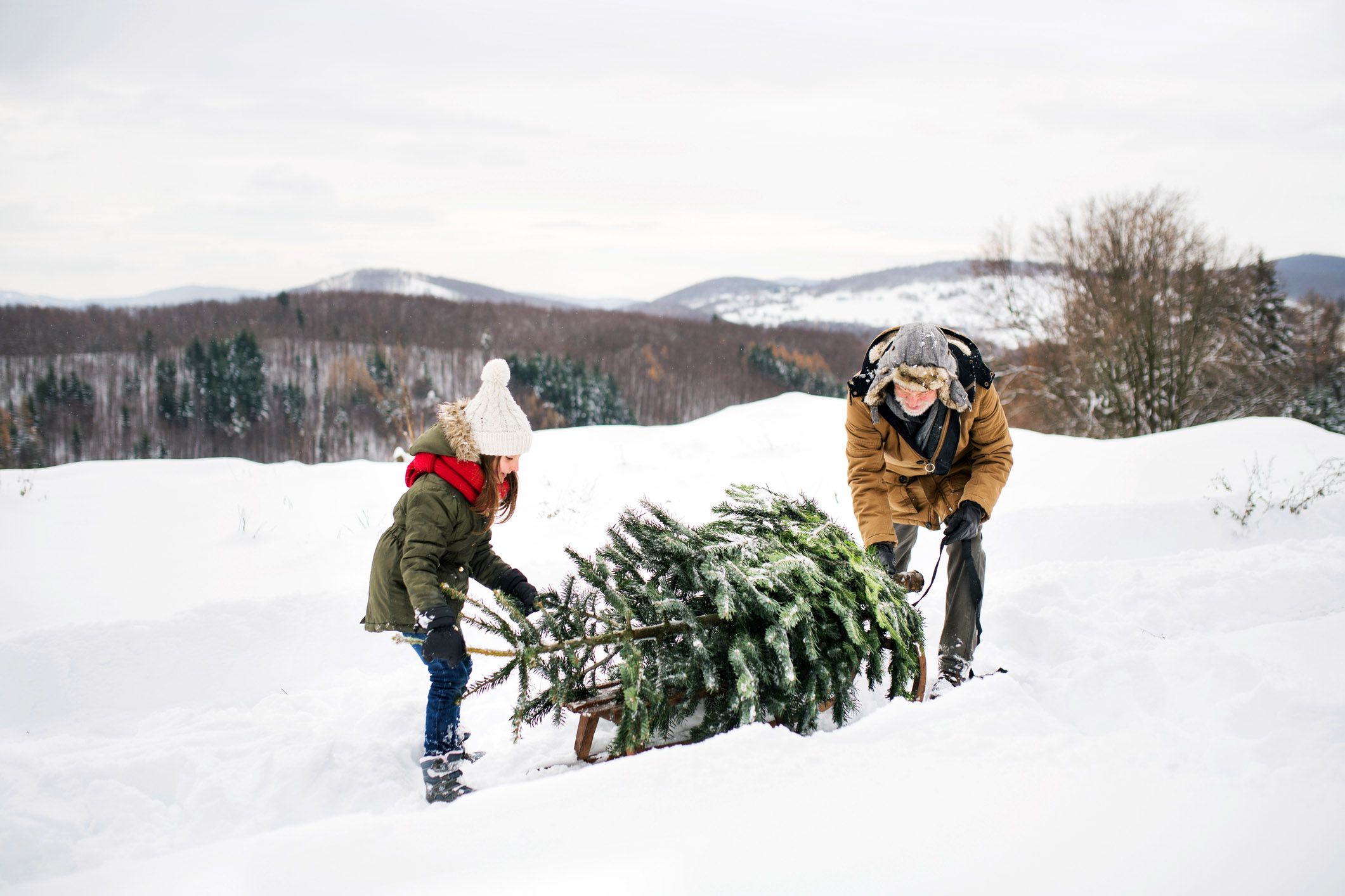 girl and older man pulling christmas tree through snow