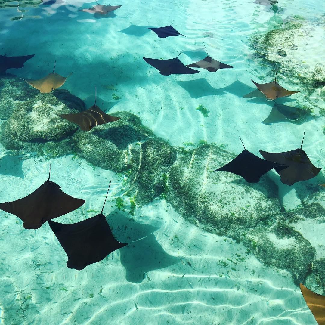 Atlantis Paradise Island, Paradise Island, The Bahamas