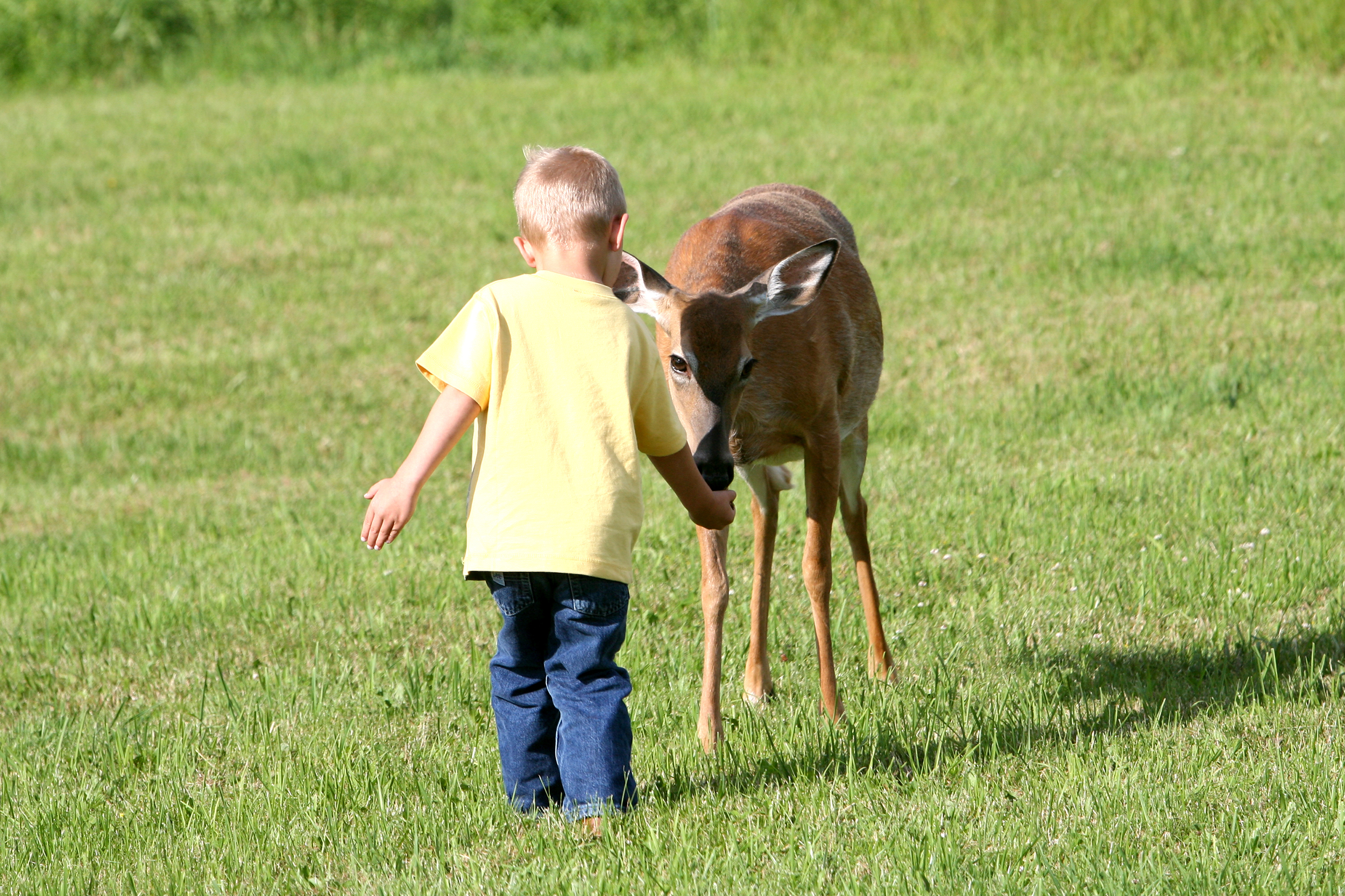 Young boy feeding a deer